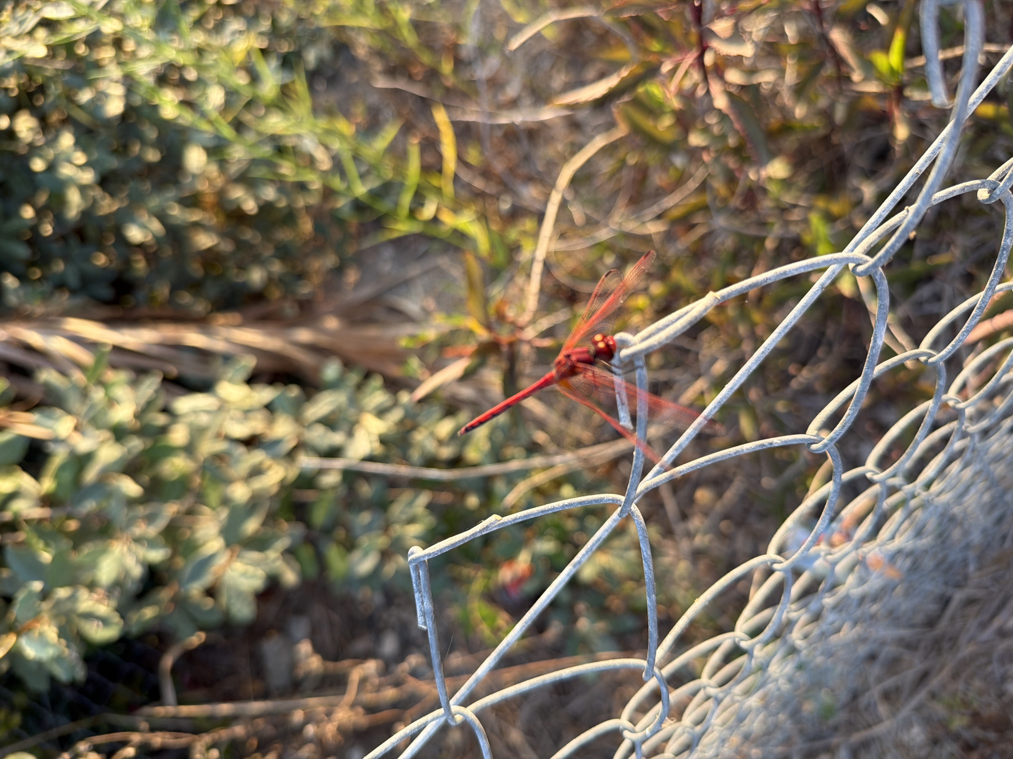 A vibrant red dragonfly is perched on a weathered chain-link fence in Meneou, Cyprus. The dragonfly's wings are spread, and its body is angled slightly upwards. The fence, a metallic gray, shows signs of age and exposure to the elements. In the background, out-of-focus green foliage and dry grass create a natural, sun-dappled environment. The lighting suggests it is either early morning or late afternoon, casting a warm glow on the scene.