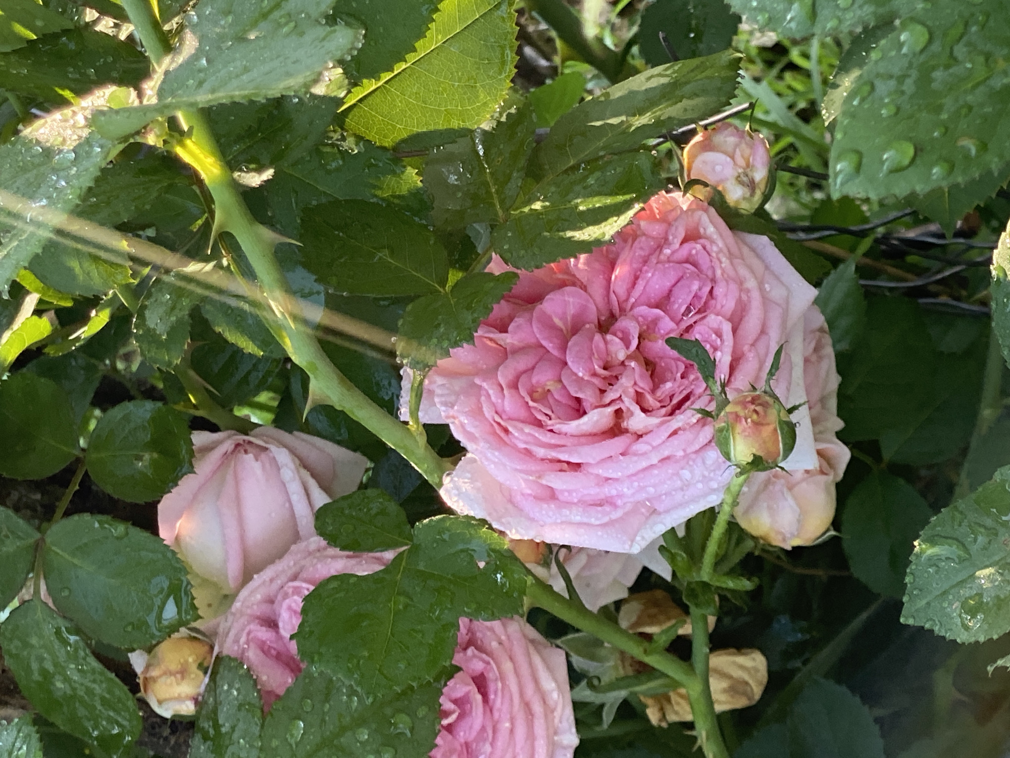 The image depicts a close-up, high-angle shot of several pink roses, some fully bloomed and others in bud, nestled amongst lush green leaves. The roses and leaves are glistening with water droplets, suggesting recent rain or dew. Sunlight filters through the foliage, creating bright highlights on the leaves and a gentle glow around the upper portion of the image. A thorny green stem is visible, intertwined with the leaves and flowers. The overall impression is one of natural beauty and freshness. The location is unknown.