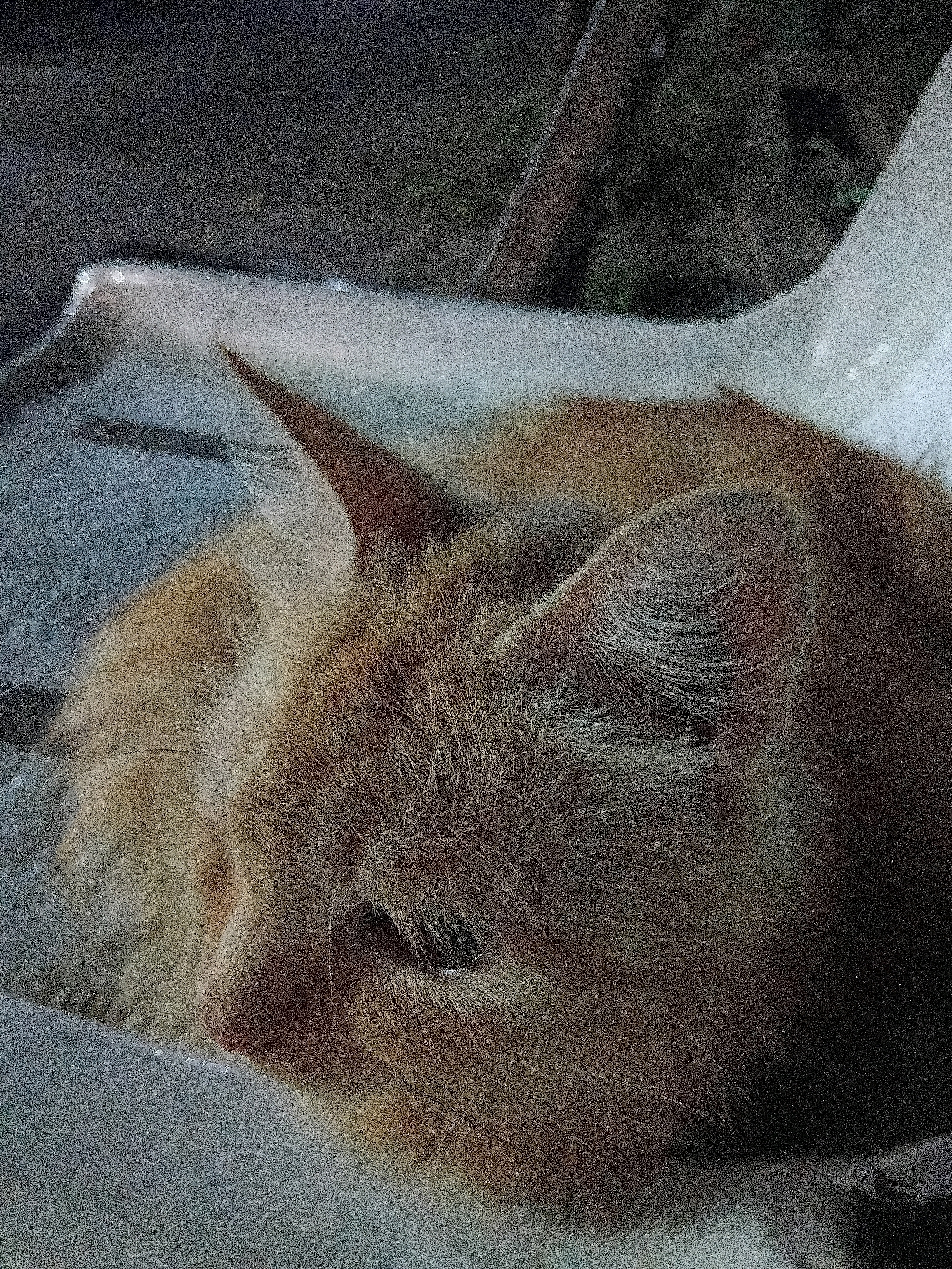 The image is a close-up shot of an orange tabby cat curled up in a white plastic dustpan. The cat is lying on its side, with its head tucked into its body. Its fur is a mix of orange and white, and its eyes are partially closed. The dustpan is resting on a dark, textured surface, possibly outdoors at night given the low light and grainy texture of the image. The background is out of focus and appears to be a dark, outdoor environment with some foliage visible. The cat appears to be resting comfortably. There is no information provided to determine its location in Cikal, Indonesia.