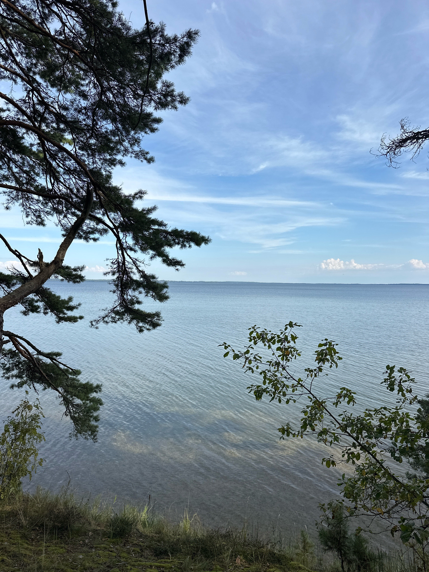 A body of water, likely a lake, stretches to the horizon under a pale blue sky dotted with wispy white clouds. The foreground features a grassy embankment with scattered moss and dry vegetation. Several trees are present, with a large pine tree branch dominating the left side of the frame, its dark green needles silhouetted against the sky. Another smaller tree with green leaves is positioned on the right, its branches extending towards the water. The water's surface is calm, with subtle ripples and lighter patches indicating shallow areas or the sandy bottom beneath. The distant shore is a faint, dark line on the horizon. The scene appears to be a natural landscape within the Нарацкі сельскі Савет, Belarus, possibly a waterfront park or a natural reserve, given the presence of trees and water. No people or man-made structures are visible.