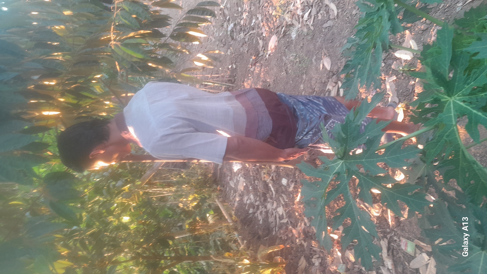 A young man, facing away from the camera, stands in a garden with a papaya plant in the foreground. He is wearing a light-colored short-sleeved shirt with horizontal stripes of maroon and beige, and a patterned sarong. The background shows trees and sunlight filtering through the leaves, creating a dappled effect on the ground, which is covered in dirt and fallen leaves. The man appears to be looking down or to his side. The scene suggests an outdoor setting in a rural area, possibly in Hadipolo, Indonesia.