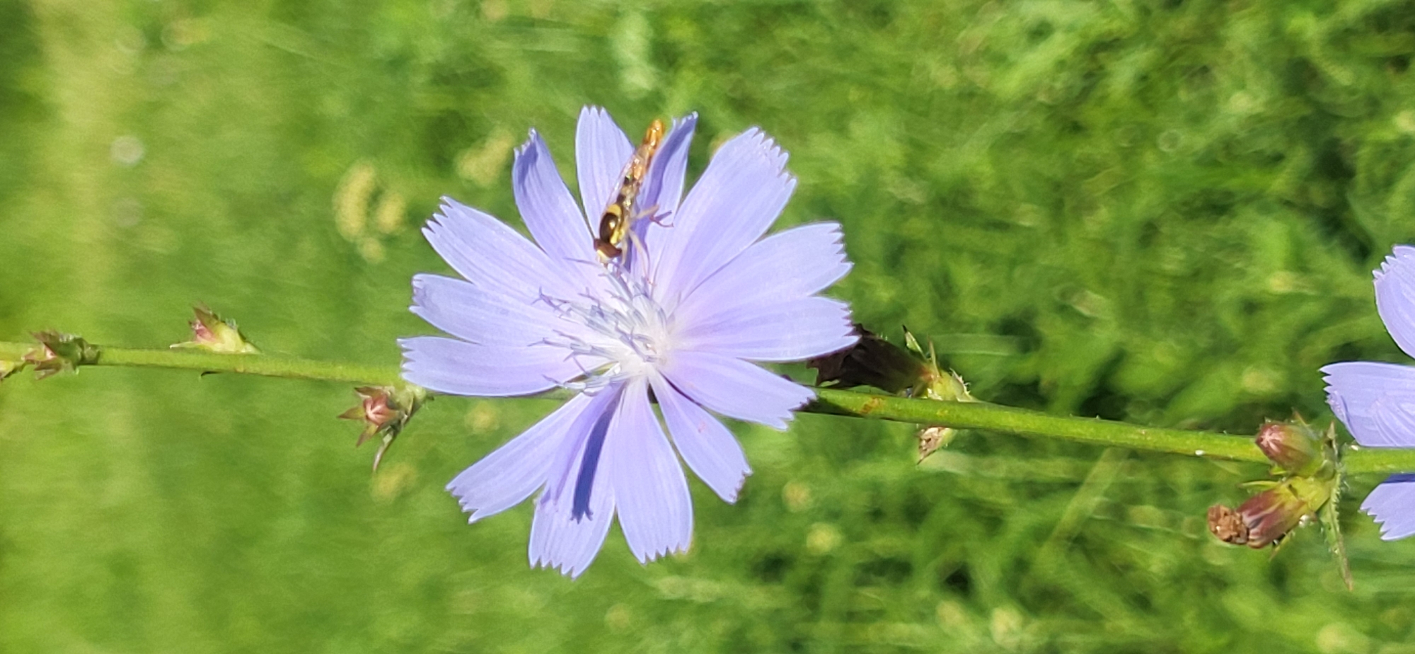 In Tetianivka, Ukraine, a close-up, vertical shot captures a light purple chicory flower in bloom. The flower, with its delicate, notched petals, is the central subject, positioned slightly to the left of the frame. On its surface, a small hoverfly with yellow and black stripes is actively feeding. The flower is attached to a slender, green stem that runs vertically through the image, dotted with small, undeveloped buds. The background is a soft blur of green, indicating a grassy environment. The overall lighting suggests a bright, sunny day.