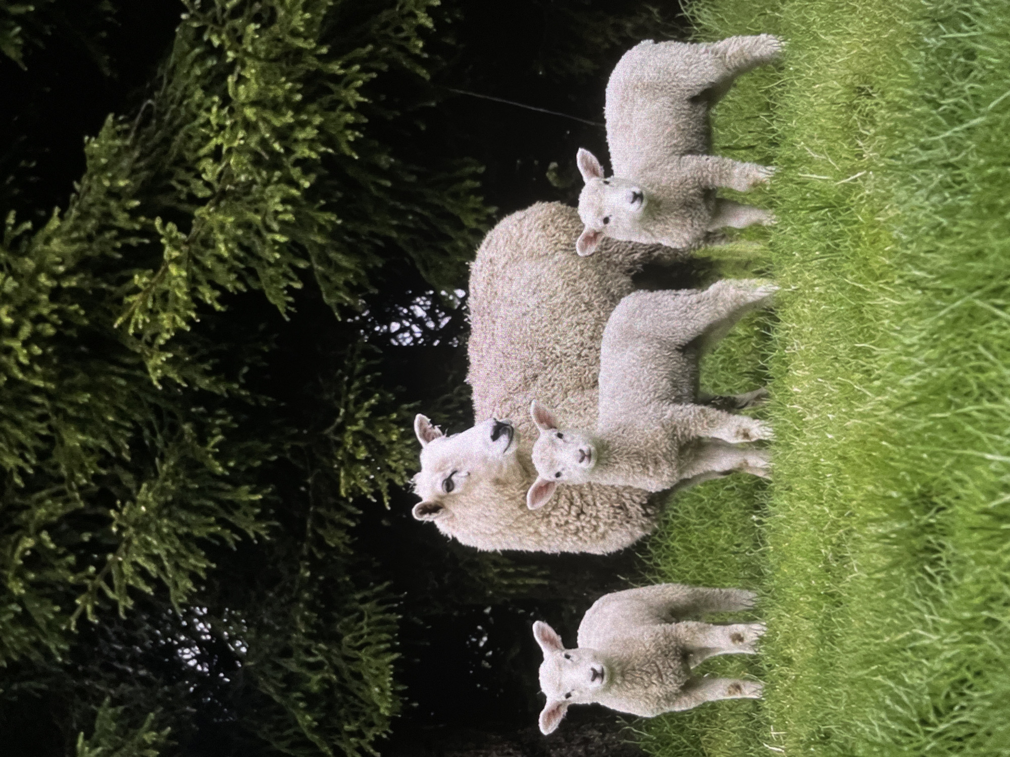 A medium shot captures a ewe and three lambs on a grassy field, with a dark, dense evergreen tree line serving as the backdrop. The ewe, a mature sheep with fluffy white wool, stands slightly behind and to the left of center. To her right and slightly in front, a lamb with similar wool stands facing the camera. To the left of the ewe, and slightly forward, another lamb stands facing the camera. A third lamb stands to the right of the ewe, also facing the camera. The grass is vibrant green and appears to be slightly damp. The tree line is dark and composed of many branches and needles. The lighting suggests it is daytime, likely overcast or late in the day, as there are no strong shadows.