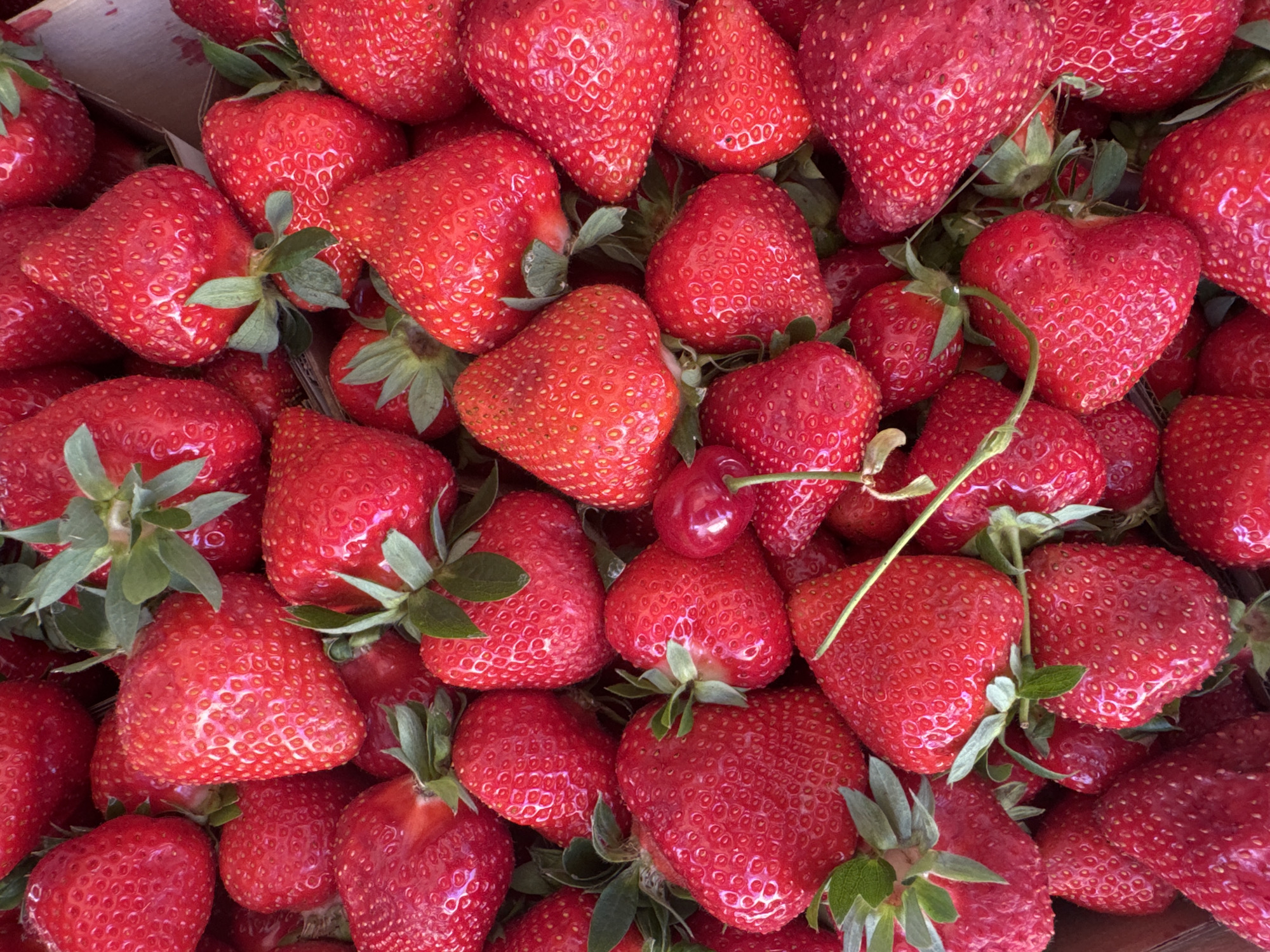 A high-angle, close-up shot shows a densely packed collection of fresh, bright red strawberries. The strawberries vary slightly in size and shape, with most having their green stems and leaves attached. A single cherry sits amongst the strawberries in the center of the image. The berries are in a brown container. There is no other information about a city.