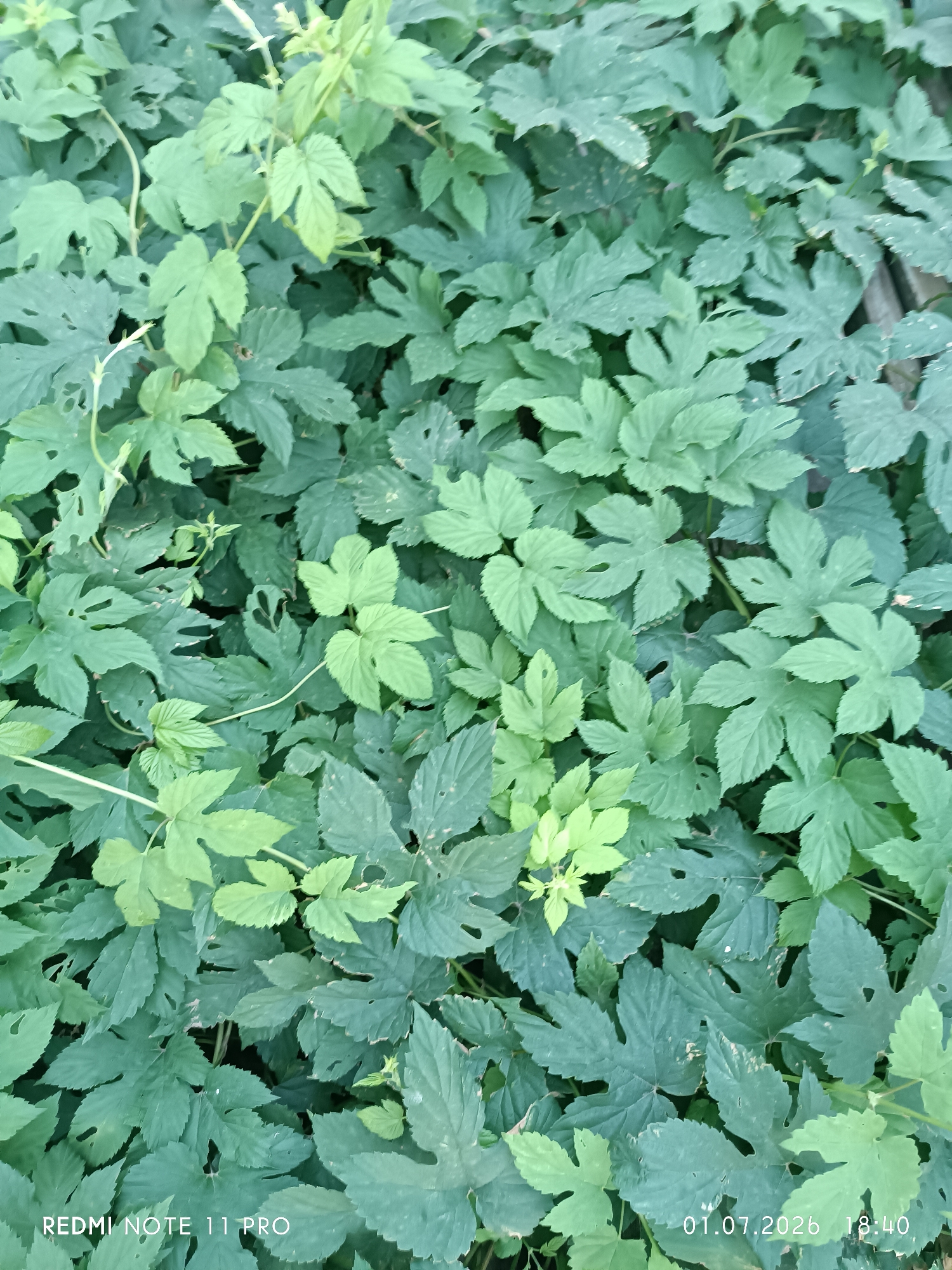 A top-down shot of a dense canopy of lush green leaves. The leaves are large and lobed, with some appearing to have been nibbled by insects. The lighting suggests it is daytime, possibly late afternoon, as indicated by the timestamp in the bottom right corner which reads "01.07.2026 18:40." The overall impression is one of abundant, wild greenery.
The image contains text overlays in the bottom left and right corners. The bottom left reads "REDMI NOTE 11 PRO," likely the device used to capture the image. The bottom right corner displays a date and time: "01.07.2026 18:40." No people or specific objects are discernible beyond the leaves themselves. The setting appears to be outdoors, with the plants growing thickly. The weather is not discernible from the image, but the vibrant green of the leaves suggests favorable growing conditions. The scene is static, with no discernible activity taking place. The mood is natural and slightly wild, with a focus on the textures and variations of the foliage.