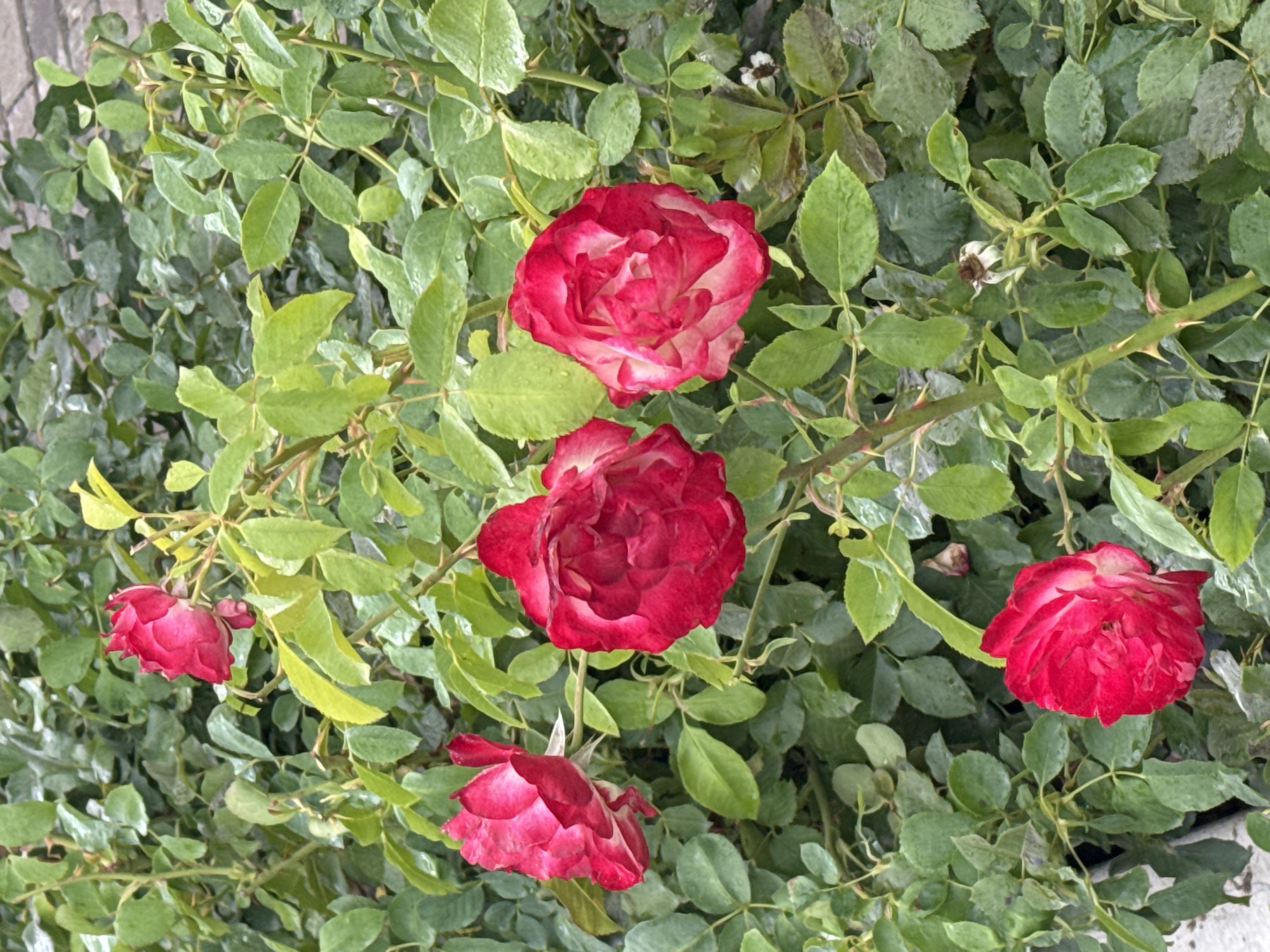 A close-up, eye-level shot captures a cluster of vibrant red roses with white edges, set against a backdrop of lush green rose leaves in Sary-Oy, Kyrgyzstan. The roses are in various stages of bloom, with some fully open and others partially closed. The leaves appear slightly damp, suggesting recent rain or dew. Thorny stems are visible among the foliage, characteristic of a rose bush. The lighting is natural and somewhat overcast, creating soft shadows and highlighting the textures of the petals and leaves. The scene is tranquil and natural, typical of a garden setting.