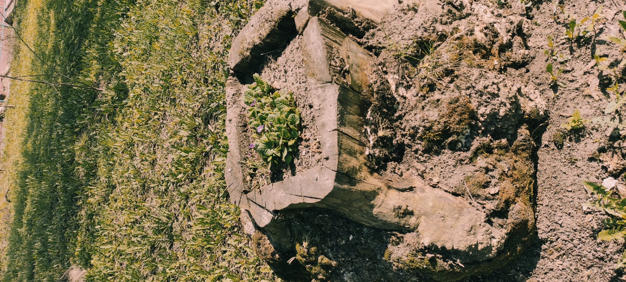 A low-angle, sunlit, medium shot reveals a square, hollowed-out tree stump used as a planter. The planter is filled with soil and a cluster of green plants with a few small purple flowers. The stump rests on a dirt surface that also contains moss and sparse vegetation. To the left of the stump, there is a patch of green grass and other plants. The location is consistent with Fryazino, Russia, given the vegetation and soil type. No people are visible.