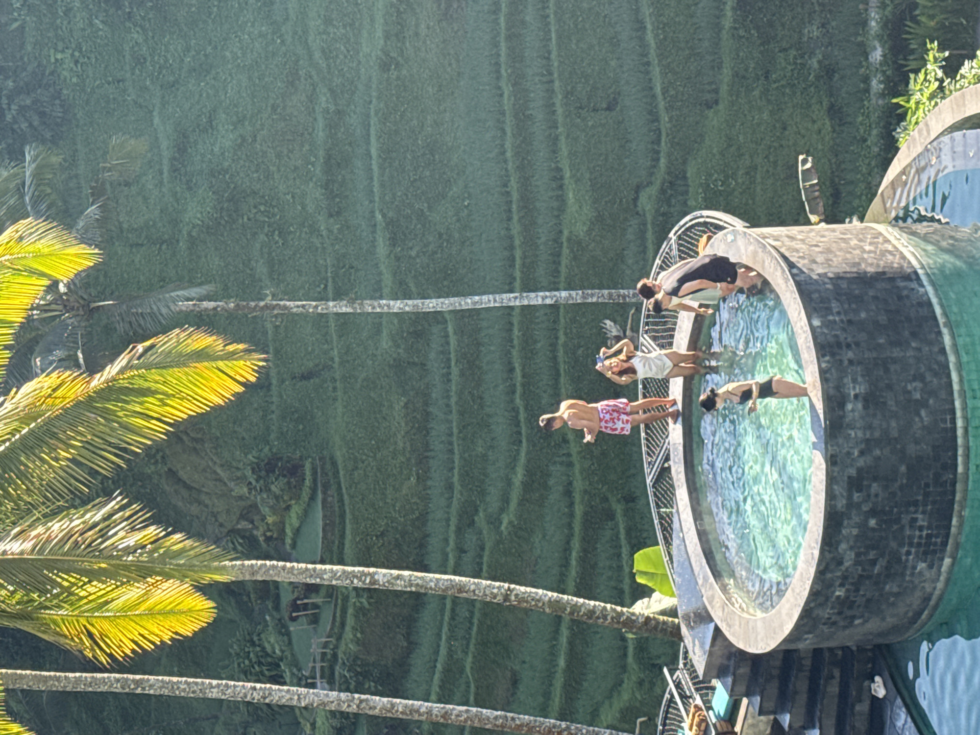 The image, rotated 90 degrees clockwise from its natural landscape orientation, captures a scenic outdoor swimming pool overlooking lush, terraced landscapes in Tegallalang, Indonesia. In the center, a multi-level swimming pool with clear, turquoise water is prominent. The pool features a dark, possibly tiled, exterior rim.
Several individuals are visible around and within the pool. One person in a black swimsuit is bending over the edge, seemingly about to enter the water, with another person in a white top standing beside them. Further along the pool's edge, an individual wearing red and white patterned swim shorts is captured in a dynamic pose, as if diving or jumping into the water. Another person in a white top and dark bottoms is lying or sitting on a platform adjacent to the pool. Part of another person in a blue swimsuit is visible in the lower right corner, submerged in the water.
Tall palm trees with vibrant green fronds, brightly lit by direct sunlight, frame the scene. The background reveals the characteristic terraced fields of Tegallalang, with verdant green rice paddies stretching across the landscape, creating a dramatic and picturesque backdrop for the pool area.
The bright sunlight indicates a clear, sunny daytime setting, suggesting pleasant weather. The overall mood is one of relaxation and leisure, with people enjoying the refreshing water and the stunning natural surroundings. No visible text is present in the image.