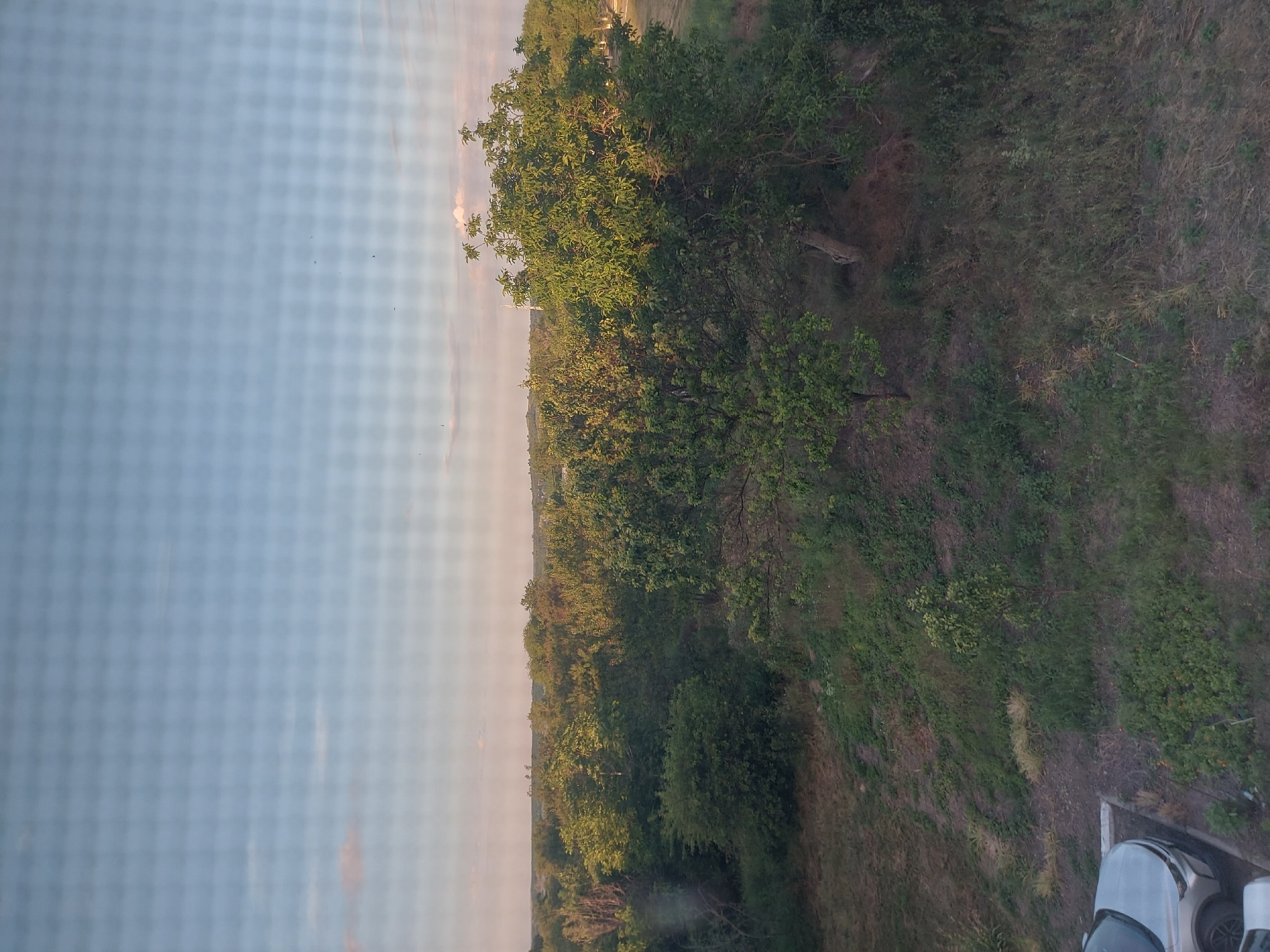 The image shows a view from a window with a grid pattern, looking out over a landscape with trees, vegetation, and a clear sky. In the foreground, to the lower left, a silver car is partially visible, parked on a concrete surface. The ground slopes upwards from the car, covered in grass and various plants. Further back, a dense area of trees and shrubs occupies the midground, with a large tree prominently featured on the right. The background consists of a hazy horizon line with more distant trees and a light blue sky with scattered clouds and a few small specks that may be birds. The overall scene depicts an outdoor environment with signs of civilization, indicated by the parked car and a visible concrete parking area. The image appears to be taken during the daytime, likely late afternoon or early evening, judging by the soft lighting. The presence of a residential area or a suburban setting is suggested by the car and the managed vegetation.