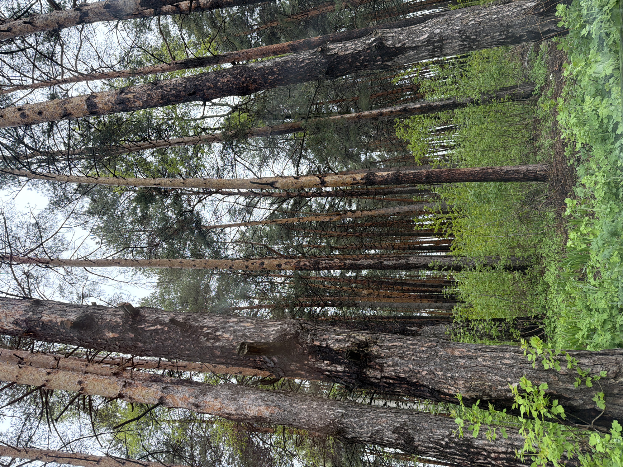 The image shows a view looking up into a dense pine forest. The trees are tall and straight, with rough, textured bark. Some trunks show evidence of charring, possibly from past fires. The undergrowth is lush with green vegetation. The photograph's location is the city of Chaikovsky, Russia.