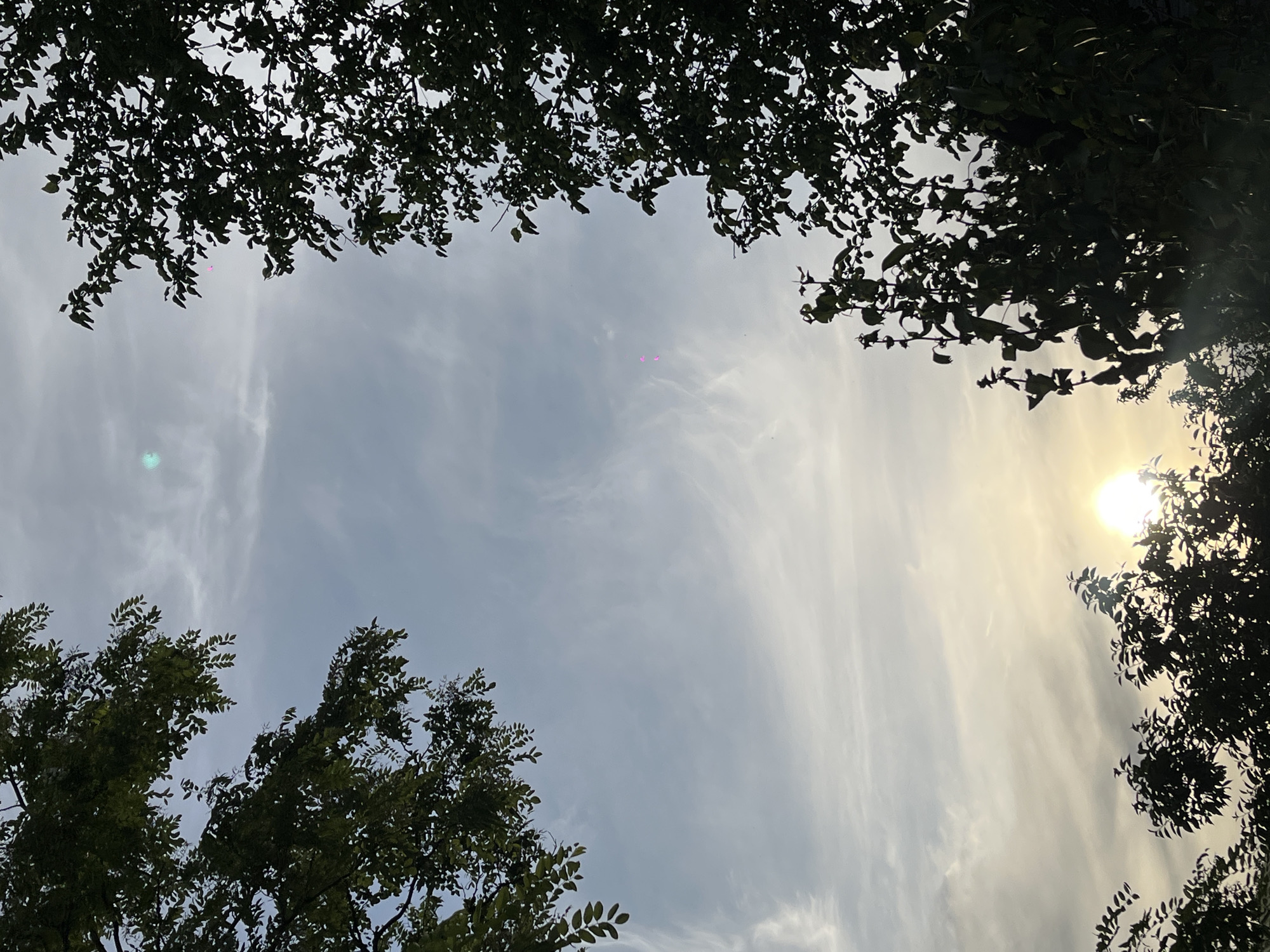 The image captures an upward view of a bright, cloudy sky framed by the dark silhouettes of tree foliage on the top, bottom, and right sides. The sky is largely covered by thin, wispy clouds, possibly cirrus or altocumulus, creating delicate streaky patterns across a light blue-grey background.
On the right side of the frame, the bright, radiant sun is partially visible through the branches, emitting a strong, warm glow that illuminates the surrounding clouds in hues of pale yellow and white. This suggests a time of day when the sun is either rising or setting, likely late afternoon or early evening, given its position. The dense tree leaves and branches, predominantly in the top and bottom sections, appear as dark, almost black, shapes due to the strong backlighting, creating a natural archway or border around the sky.
Several distinct pink or magenta lens flares or artifacts are visible in the upper central and upper left portions of the sky. The scene is static, depicting a natural landscape with no visible people or specific events occurring. The overall impression is one of natural beauty and tranquility, looking up through a canopy of trees towards the sky. No discernible text is present in the image.