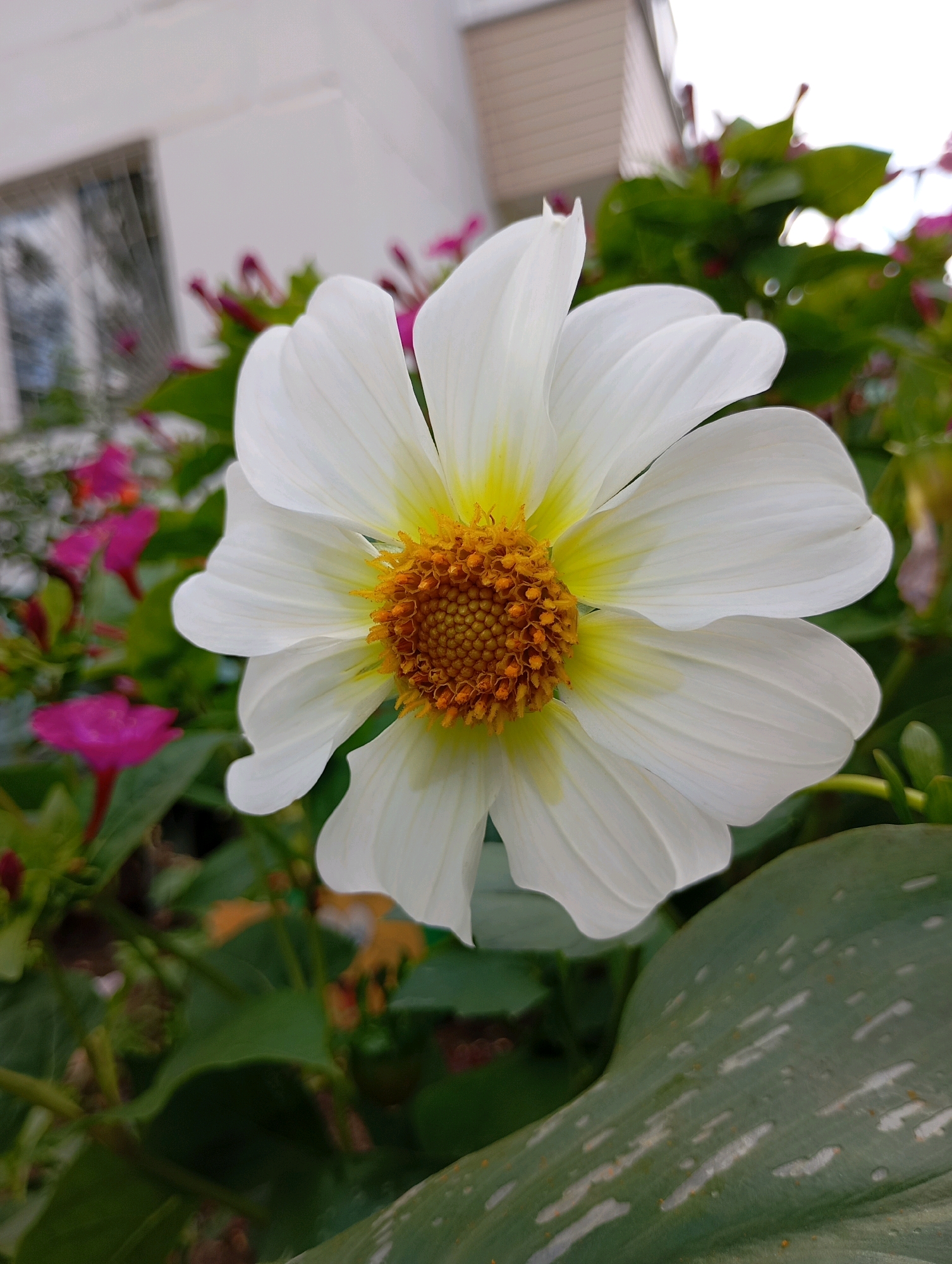 A close-up, low-angle shot captures a white dahlia in bloom, its delicate petals unfurling around a vibrant yellow and orange center. The flower is positioned slightly to the right of the frame, with its pistils and stamens a focal point. Behind the dahlia, blurred pink flowers and lush green foliage create a soft, natural backdrop. In the upper left corner, a building with a window is visible, suggesting an urban setting. The overall impression is one of natural beauty juxtaposed with man-made structures, possibly indicating a garden in the city of Chaikovsky, Russia. The lighting is bright, with a slight overcast, casting soft shadows and highlighting the intricate details of the flower.