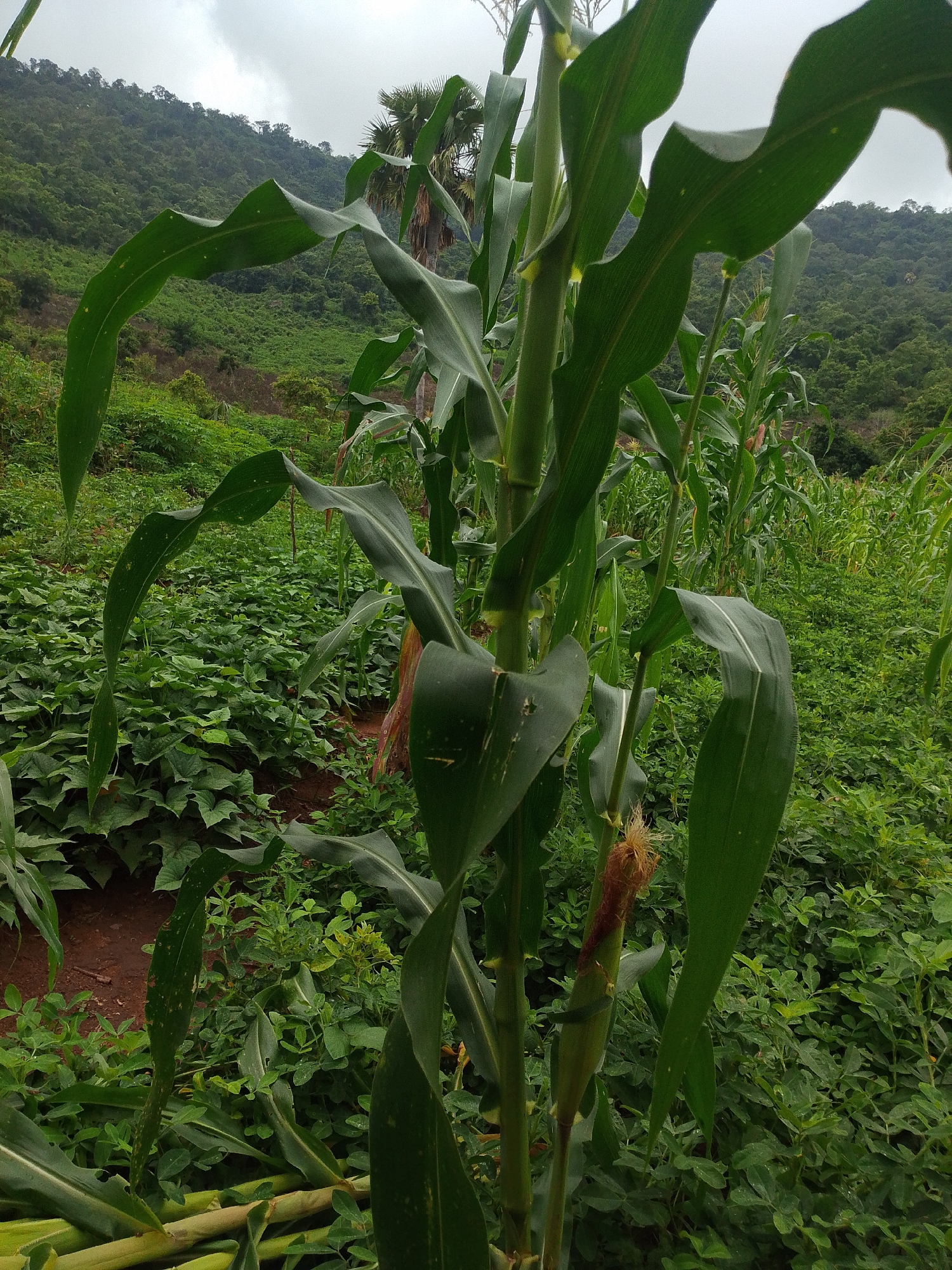 A close-up shot focuses on a corn stalk with its broad green leaves and developing ears of corn. The stalk is positioned in the foreground, dominating the center of the frame. Behind the corn, a lush green field extends into the background, with a dense cover of various plants, some of which appear to be lower-growing crops. In the far distance, a hillside covered in verdant trees rises under a cloudy sky, suggesting a rural or agricultural setting. There are no people or animals visible in the image.