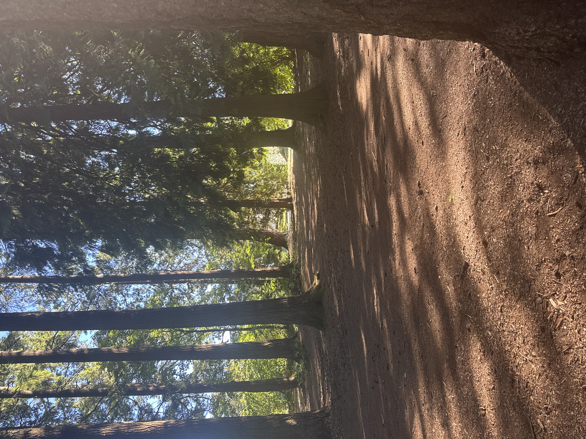 The image depicts a sun-dappled forest floor covered in wood chips and fallen pine needles. Tall, mature evergreen trees with thick, textured bark dominate the scene, their canopies filtering the sunlight, creating a pattern of light and shadow on the ground. The ground is relatively flat, with a gentle upward slope visible in the distance between the trees. The overall atmosphere is serene and natural, suggesting a park or wooded area. This appears to be a scene from a forested section of Burnaby Lake Regional Park, which is located in both the city of Burnaby and the city of New Westminster, Canada. There are no people or animals visible in the image.