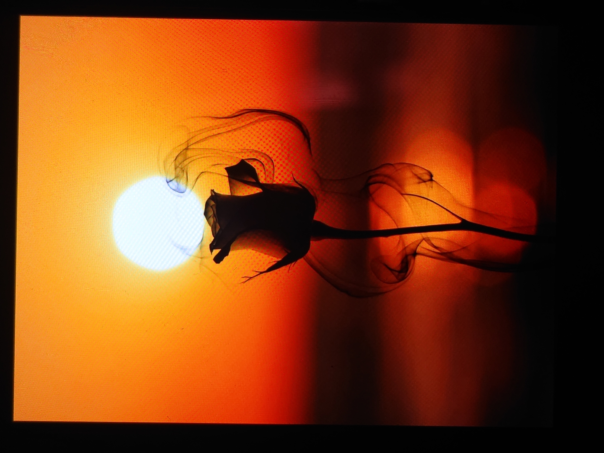 The image shows a silhouette of a rosebud with smoke swirling around it, set against a vibrant orange sunset. The sun, a bright white orb, is partially obscured by the rose. The overall impression is one of drama and beauty, with the warm colors of the sunset creating a striking contrast with the dark silhouette of the flower and the ethereal wisps of smoke. The image is likely a digitally created artwork rather than a photograph of a real-life scene. As such, it does not have a specific location in the city of Belorechensk, Russia, or any other real-world place.