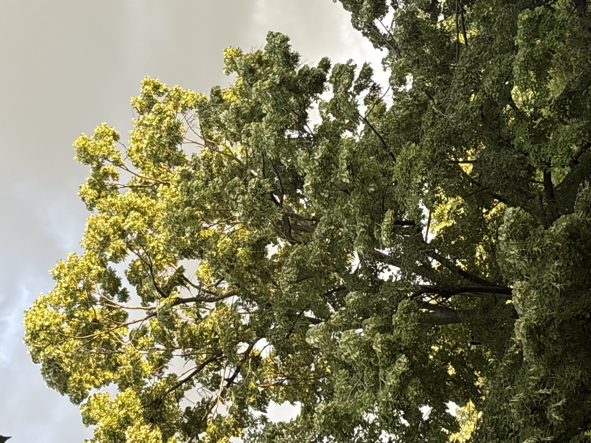 The image is an upward view into the canopy of trees against a cloudy sky. The trees are primarily green with some patches of yellow or lighter green leaves, suggesting either different types of trees or variations in sunlight exposure. The leaves are dense, obscuring much of the tree branches. There are no people or discernible objects other than the trees and sky. The image provides no specific information to link the location to Plovdiv, Bulgaria.