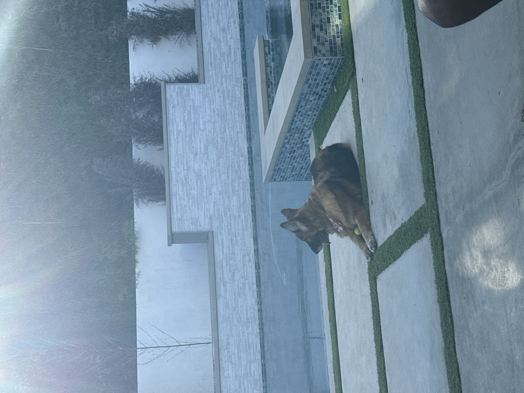The image shows a German Shepherd dog lying on a concrete patio with artificial turf inlays, adjacent to a modern architectural feature with a pool or water element. The architecture is characterized by stacked white stone or brick, a sleek design, and reflective surfaces that could indicate water. The vegetation visible in the background consists of dense, leafy plants. The location is consistent with the architectural styles commonly found in residential areas of Los Angeles, United States. A partial view of a person's shoulder is visible in the upper right corner.