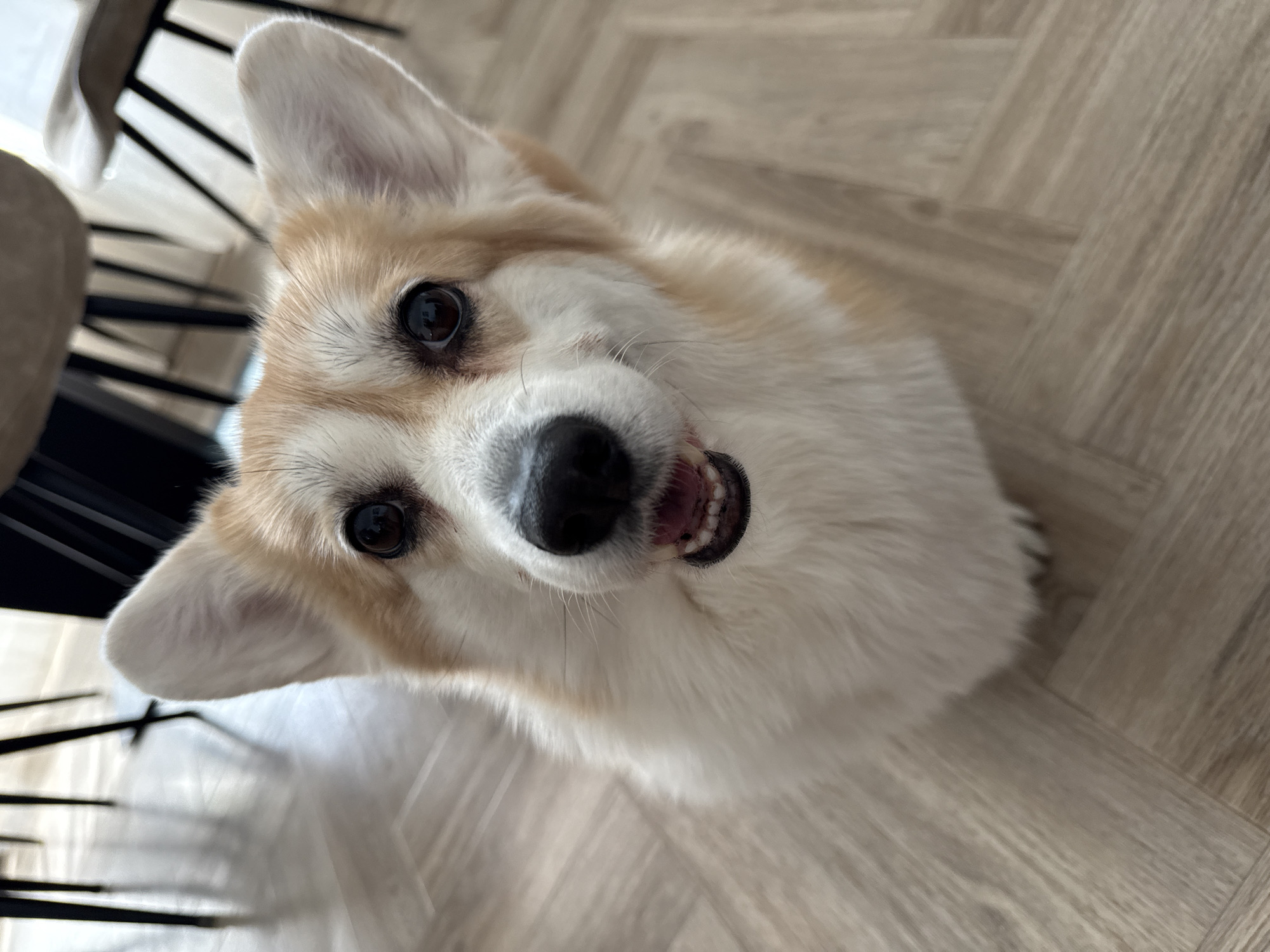 A close-up, high-angle shot shows the head and upper body of a Pembroke Welsh Corgi dog looking directly at the camera. The dog has a white and tan coat, with erect ears and dark eyes. Its mouth is slightly open, revealing teeth and gums. The background consists of a light brown wood-patterned floor. To the left, there's a blurry object that seems like a dark-colored chair with a metal frame. No information suggests this photo was taken in Krasnoyarsk, Russia.