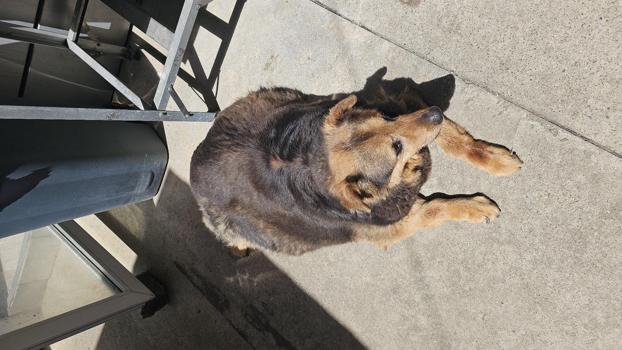 An overhead, high-angle shot captures a medium-sized dog lying peacefully on a concrete surface under bright sunshine in Sochi, Russia. The dog, likely a German Shepherd mix, exhibits a coat with varying shades of dark brown, black, and tan. It is curled up, with its head slightly raised and turned towards the upper right of the frame, suggesting it is looking at something or simply enjoying the sun. Its eyes appear partially closed, indicating a state of relaxation.
Strong, well-defined shadows are cast across the concrete by the dog and nearby objects, indicating intense sunlight, likely during the mid-morning or early afternoon on a clear, cloudless day. In the upper left portion of the image, parts of a metallic structure, possibly a ladder or outdoor furniture, are visible, also casting prominent shadows. Below this structure and to the left of the dog, a large, dark gray or black rectangular container or bin is partially seen. The concrete ground appears light gray with a textured, slightly worn surface. The overall scene conveys a sense of calm and warmth, with the dog comfortably sunbathing outdoors. No visible text is present in the image.