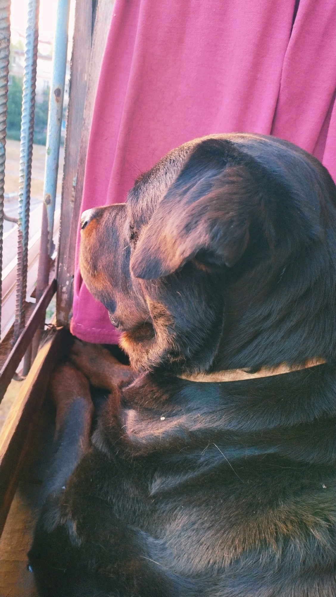 A Rottweiler dog is sitting by a window on a balcony overlooking a street in Horishni Plavni, Ukraine. The dog is facing away from the camera and looking out the window. The dog has black fur and a tan collar. The window is barred and has a pink curtain. The balcony appears to be made of wood. The lighting suggests it is daytime.