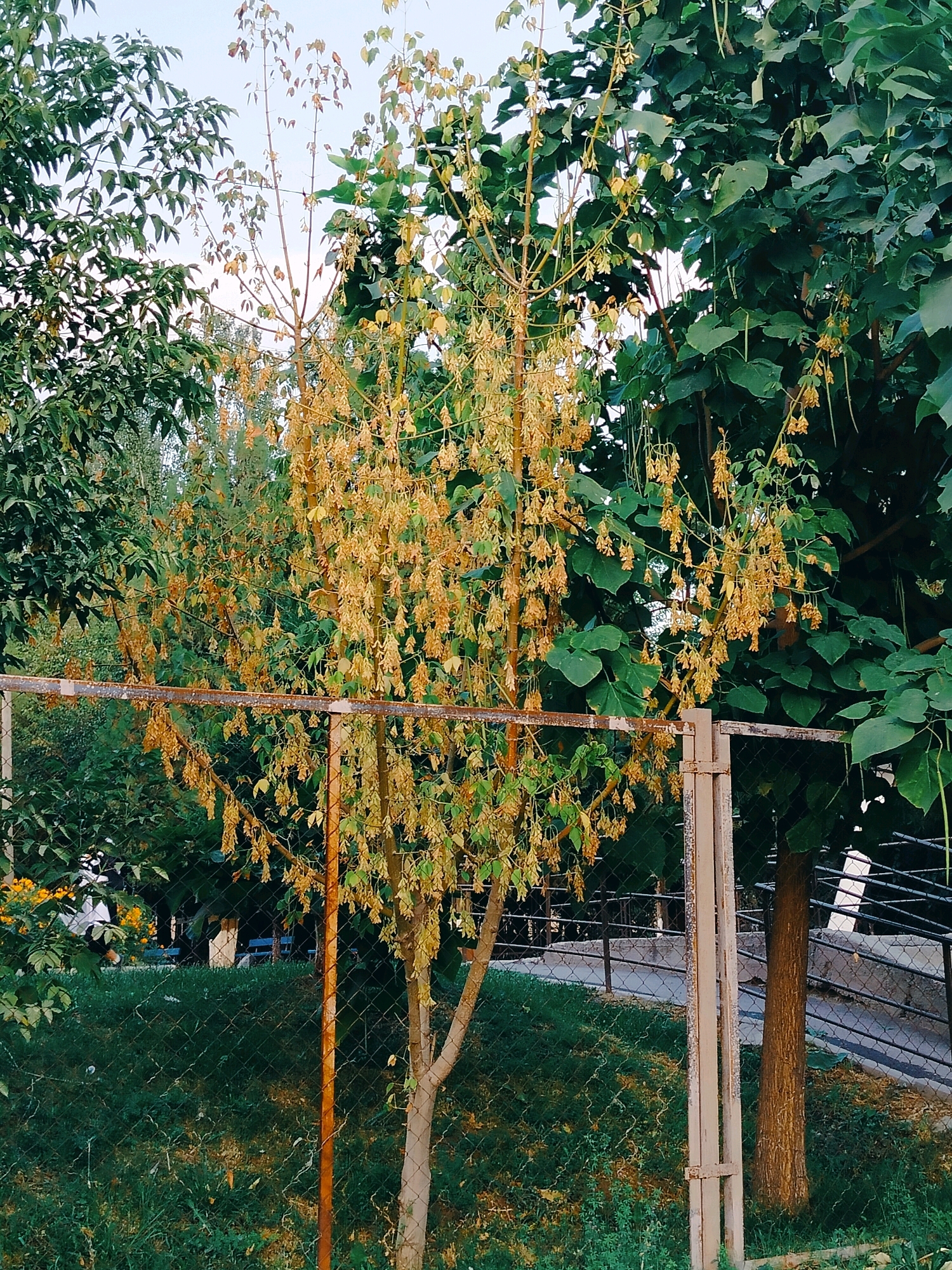 A medium shot captures a fence and trees in a park setting under a bright, overcast sky. A chain-link fence runs horizontally across the foreground, with a rusty metal post to the right supporting it. Behind the fence, a thin, young tree with yellowing leaves and seed pods is prominent in the center. To the left and right of this tree, larger trees with dense green foliage are visible. The ground is covered in green grass, with patches of dry grass and some yellow flowers on the far left. In the background, a paved path and a dark metal railing are discernible, suggesting a park or recreational area. The overall scene is static and depicts a natural environment within a likely urban park.