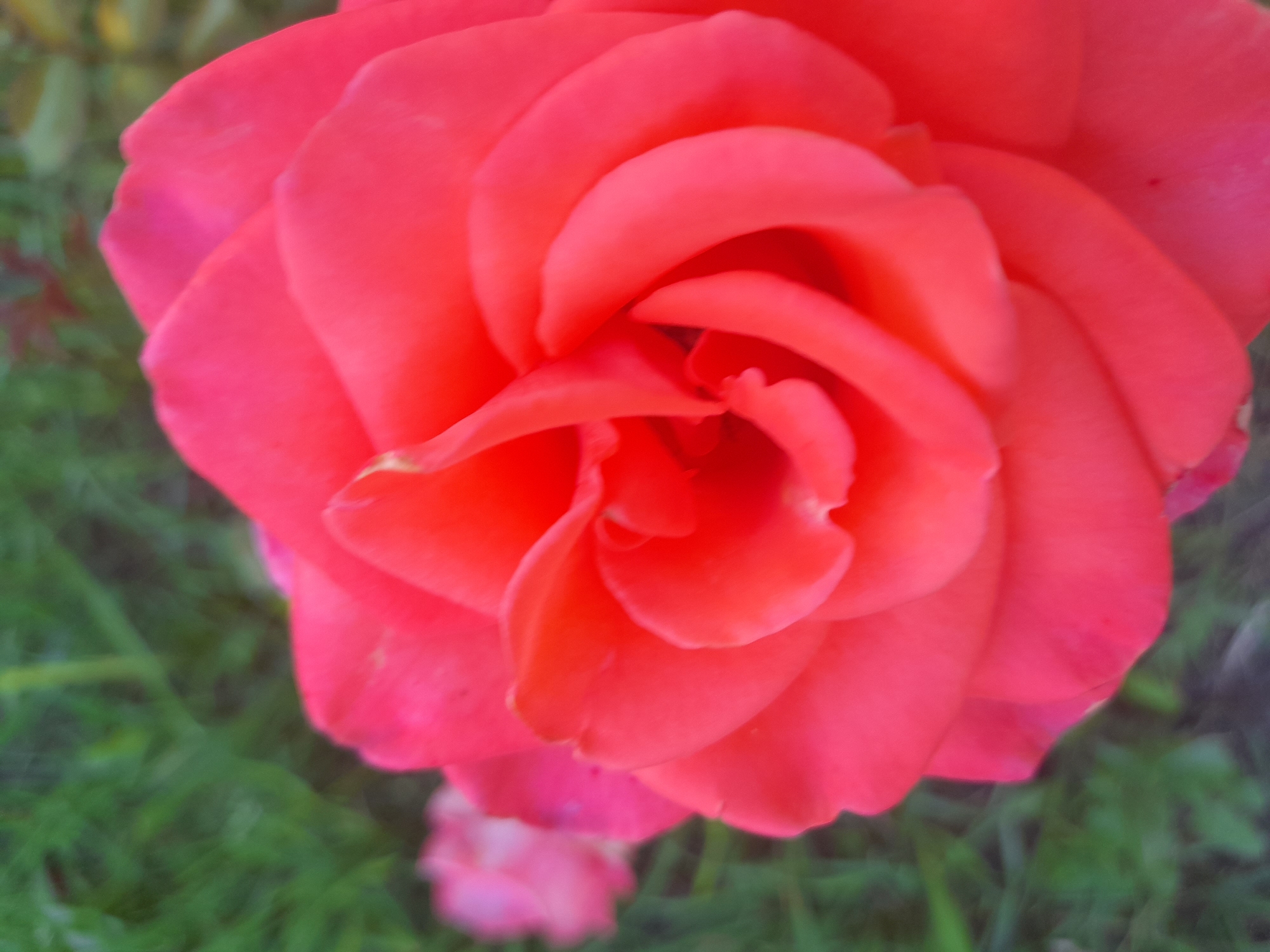 This is a close-up, macro photograph of a vibrant, coral-pink rose. The rose is in full bloom, with its petals tightly furled towards the center, creating a swirling, spiral pattern. The texture of the petals is soft and velvety, with subtle variations in light and shadow highlighting their delicate curves. In the background, the scene is softly blurred, showing hints of green grass and foliage, suggesting the rose is outdoors, likely in a garden. There is also a secondary, out-of-focus pink rose visible in the lower portion of the image. The lighting appears to be natural, possibly daylight, with a soft, diffused quality that enhances the rich color of the main subject. The focus is entirely on the rose, emphasizing its beauty and intricate structure. The location context provided is Kliushnykivka, Ukraine, which informs the setting as a rural or garden environment in that region. No text is visible in the image.