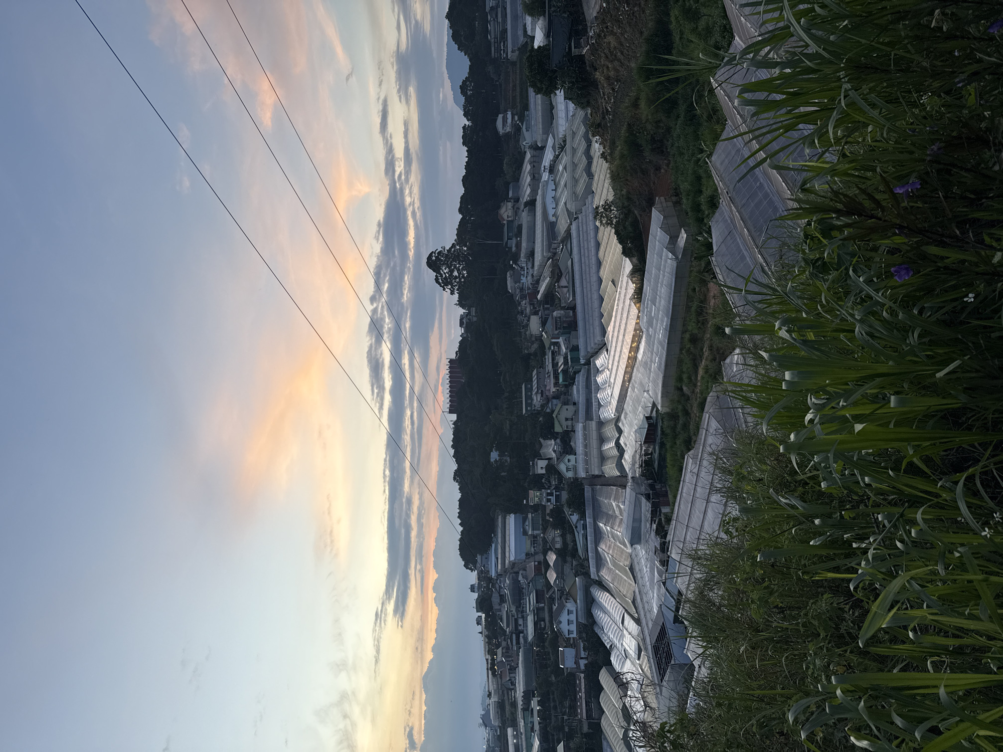 View of Lâm Viên - Đà Lạt, Vietnam at dusk. Numerous greenhouses with translucent roofs stretch across the foreground. Clusters of buildings are interspersed with the greenhouses. Trees and vegetation cover a hillside in the background. Power lines cross the upper left of the frame against a pastel-colored sky. Foliage is visible in the bottom right corner.