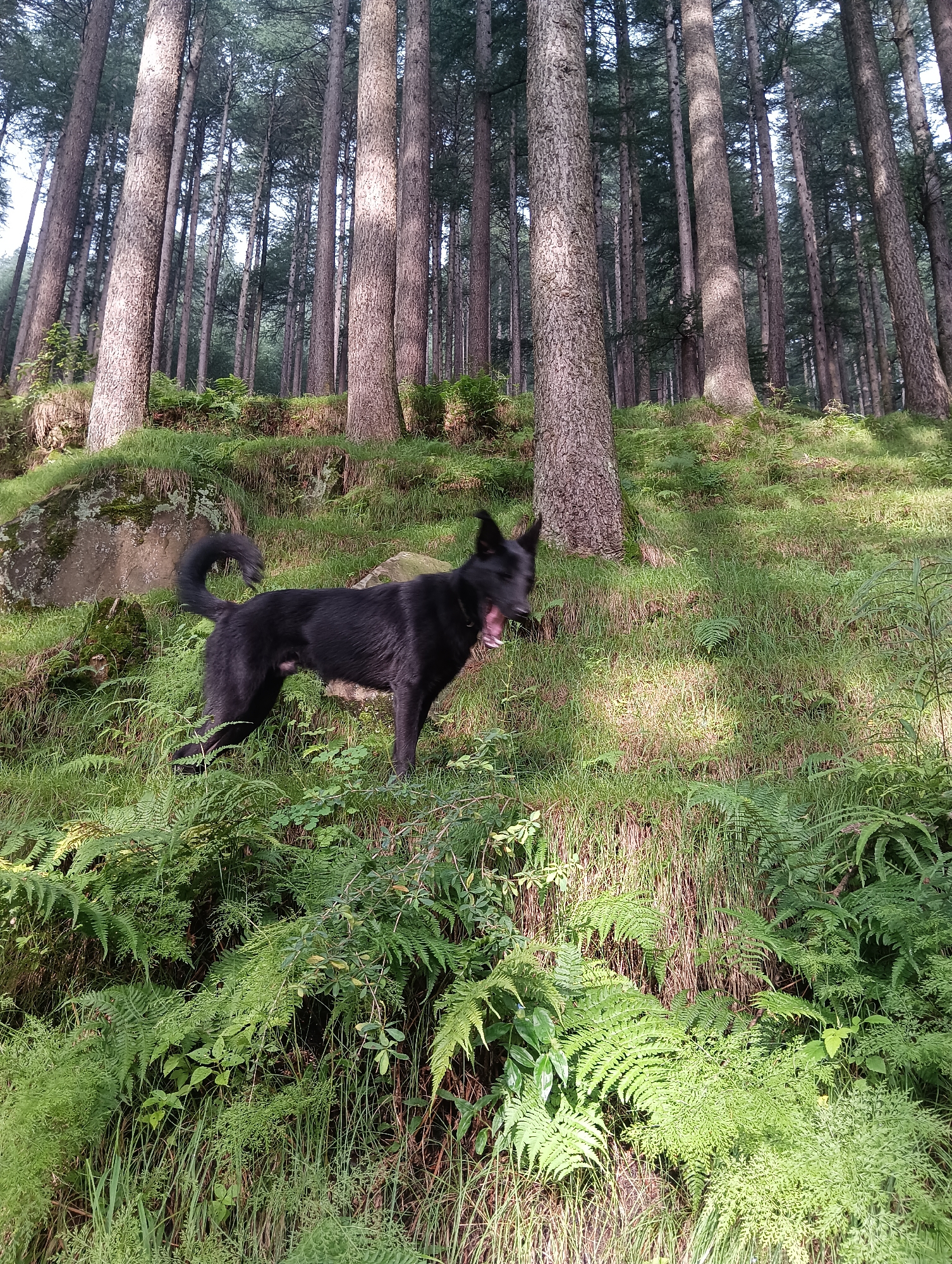 A black dog with its mouth open is standing on a grassy slope in a forest. The dog is facing right and its tail is curled upwards. The forest is filled with tall, slender trees with rough bark. Sunlight filters through the canopy, casting shadows on the ground, which is covered in lush green ferns and grass. There is a large rock on the left side of the image, partially covered in moss. The scene appears to be located in the city of Chhyal, India, suggesting a natural, forested area within or near the urban environment.