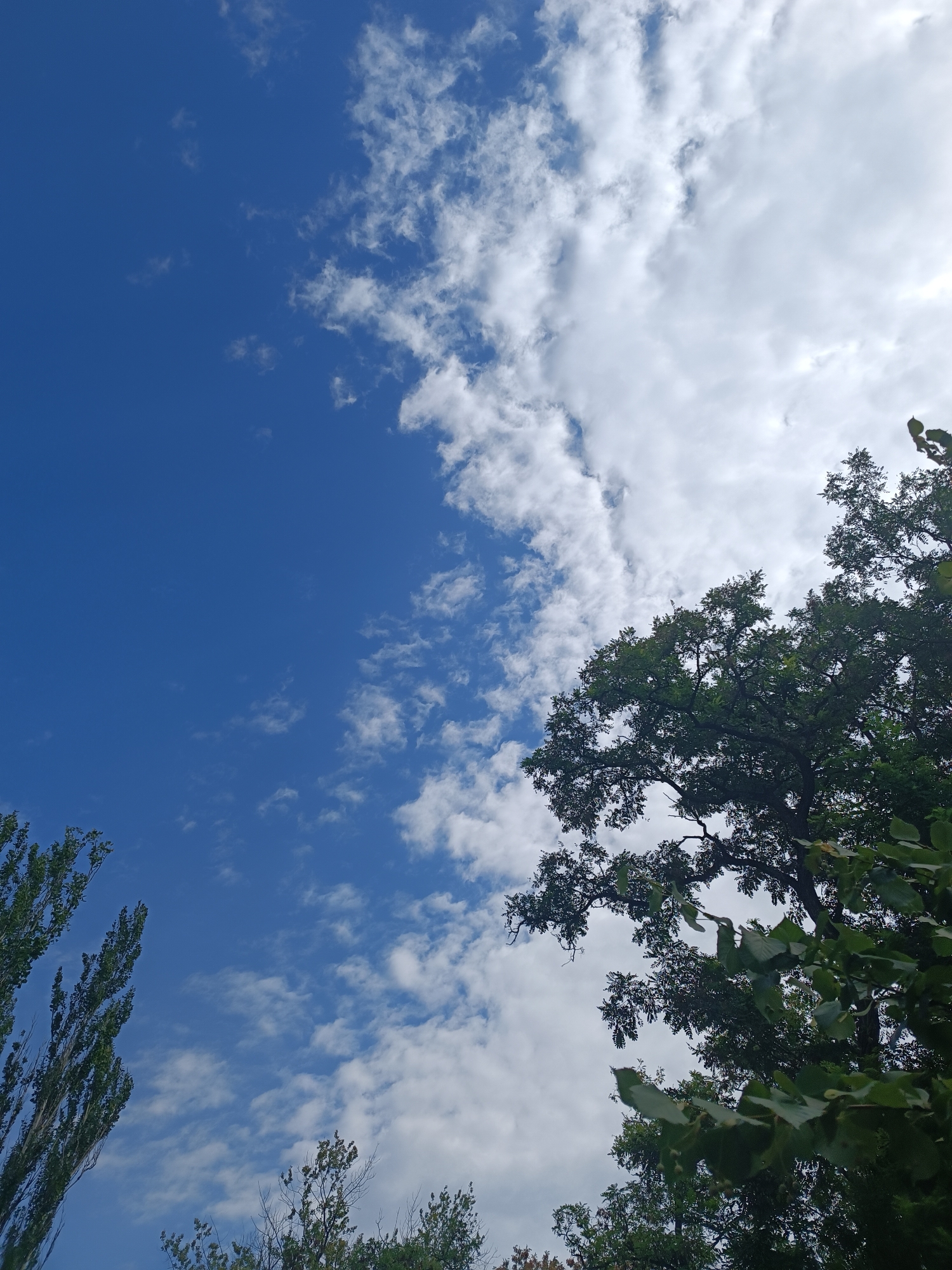 The image is a low-angle shot looking up at the sky. The sky is a vibrant blue on the left side of the frame, transitioning to a sky filled with white, fluffy clouds on the right. The top right portion of the image is dominated by the canopy of a large, leafy tree. In the lower left corner, the tops of two tall, slender trees with green foliage are visible. The scene appears to be outdoors, likely in a park or a residential area with mature trees. The lighting suggests it is daytime, possibly late morning or early afternoon, given the brightness of the sky and clouds. There are no people or animals present in the image. The focus is on the interplay between the blue sky, white clouds, and the dark green foliage of the trees.