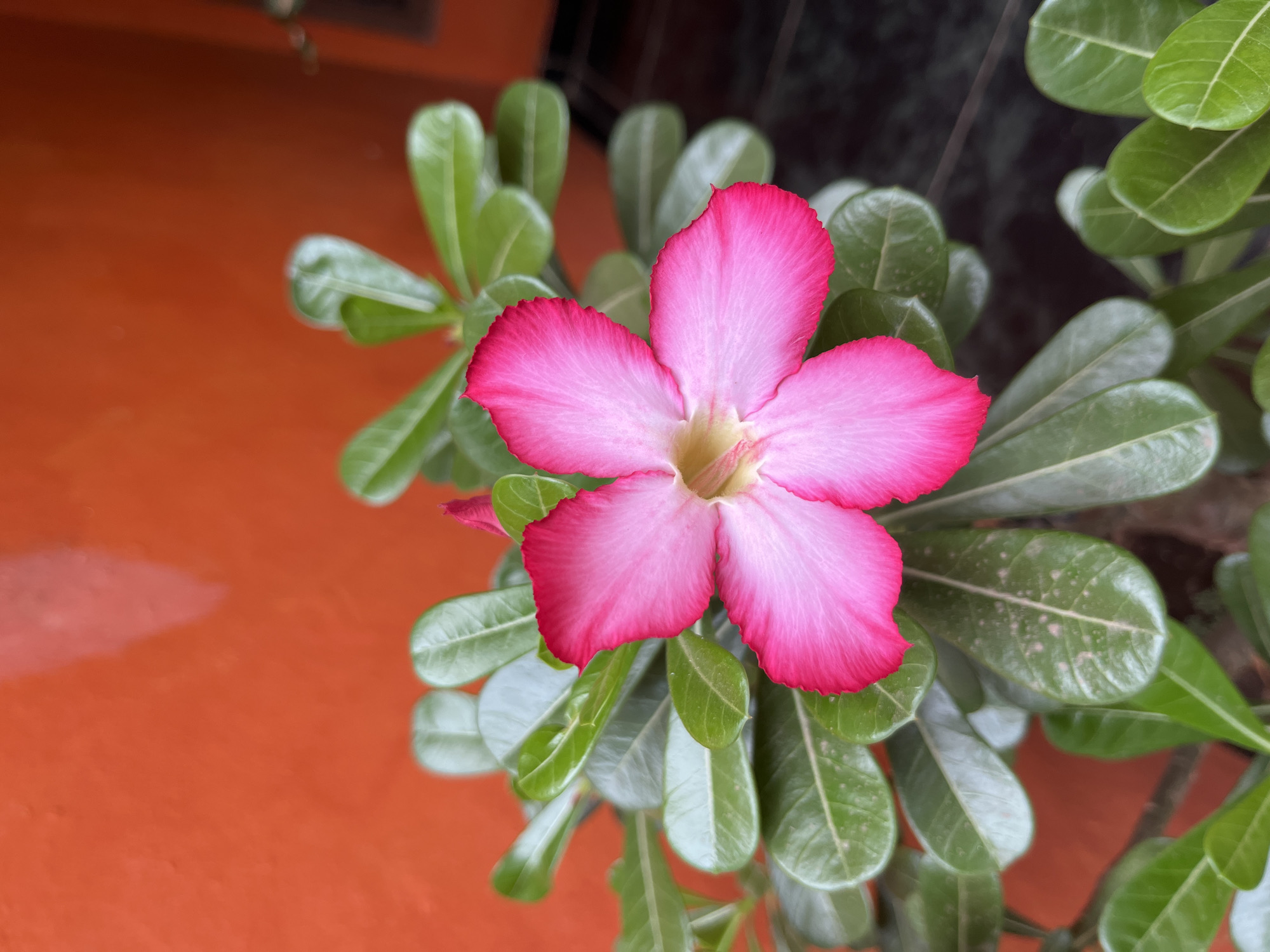 A close-up, top-down view of a bright pink Adenium flower with five petals and a yellow center is showcased against a vibrant orange wall. The flower is surrounded by lush green leaves, some of which show signs of minor blemishes or spots. The background is split between the orange wall and a darker, out-of-focus area, possibly a floor or ground surface. The image appears to be taken outdoors in Glagah Kulon, Indonesia, where such plants are common in residential areas.