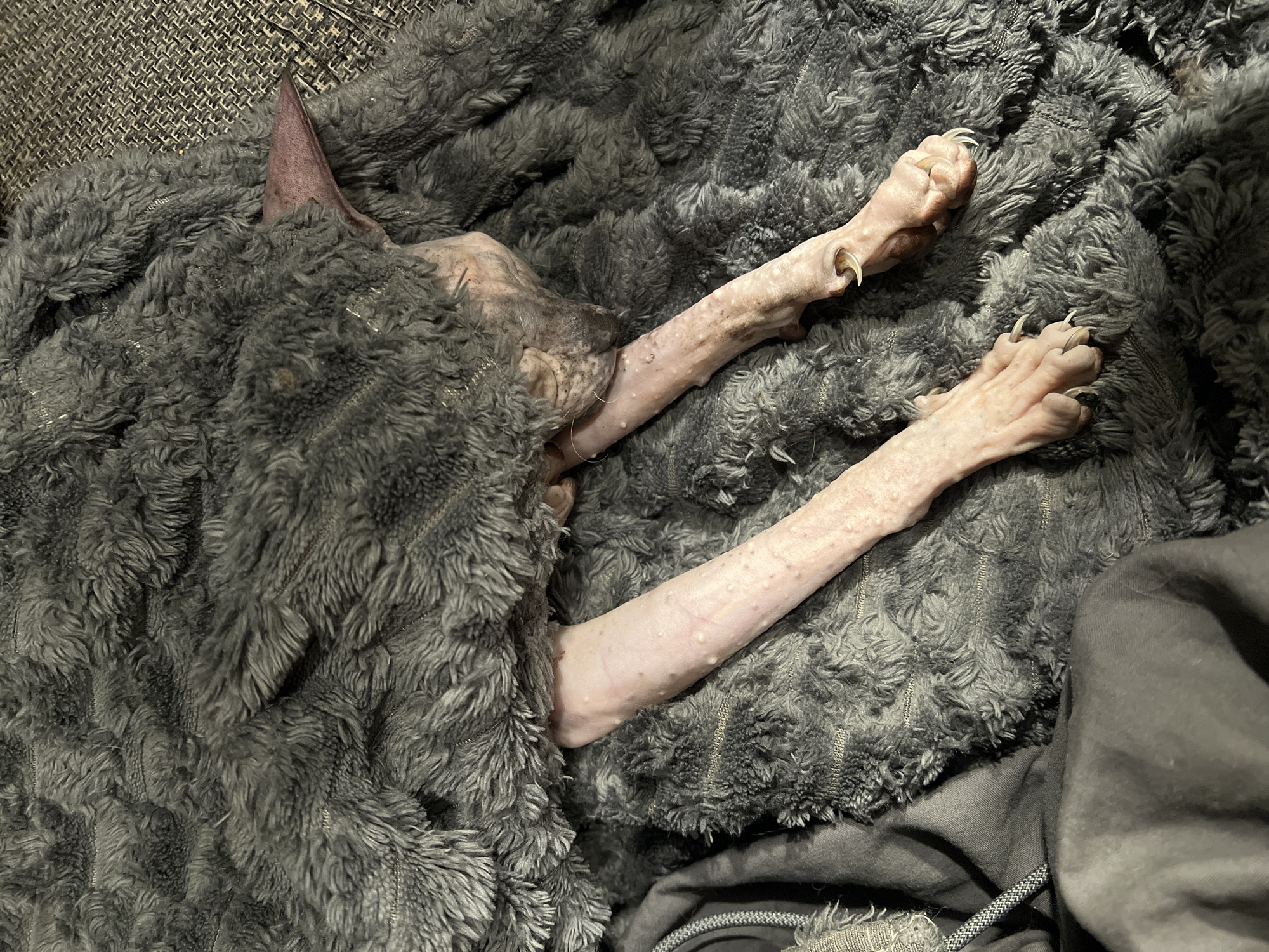 A hairless cat, likely a Sphynx, is curled up and mostly covered by a gray, textured blanket. Only parts of its head, legs, and paws are visible. The background includes a textured surface, possibly a sofa. The image location is not evident.