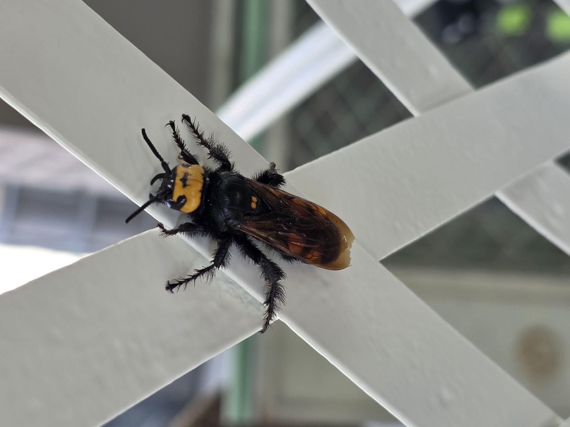 A close-up, high-angle, eye-level shot shows a large, black, hairy insect with an orange head perched on a white, lattice-like structure. The insect is oriented vertically, facing upwards and slightly to the left. Its abdomen is a dark brown with orange markings and it has large, transparent wings. The white structure appears to be a fence or railing, with diagonal and horizontal bars creating a crisscross pattern. The background is blurred, showing hints of urban elements such as buildings and greenery. The lighting is bright, suggesting it is daytime. The location is Cagnes-sur-Mer, France.