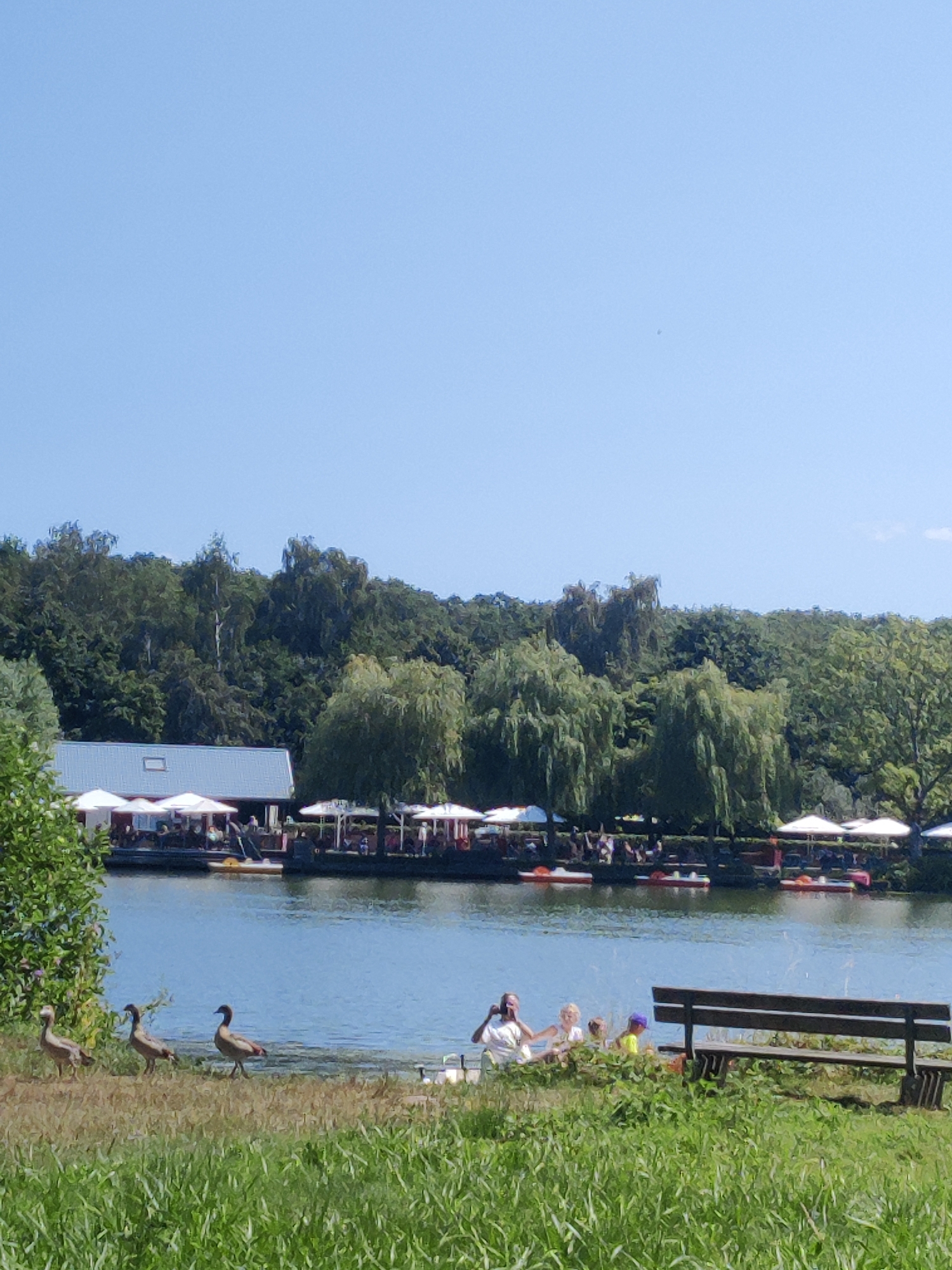 The image shows a waterfront scene in Borken, Germany, likely at the Pröbstinger See. In the foreground, three geese are walking on a grassy shore. In the middle ground, a body of water is visible, with a group of people sitting on the grass near the water's edge. One person is taking a picture with a phone, another is leaning back, and two children are present. A wooden bench is situated to the right of the people. Across the water, a building with a light-colored roof and white umbrellas is visible, suggesting an outdoor seating area for a restaurant or cafe. Several paddle boats are docked or in the water near the building. The background is filled with dense green trees. The sky is clear and blue.