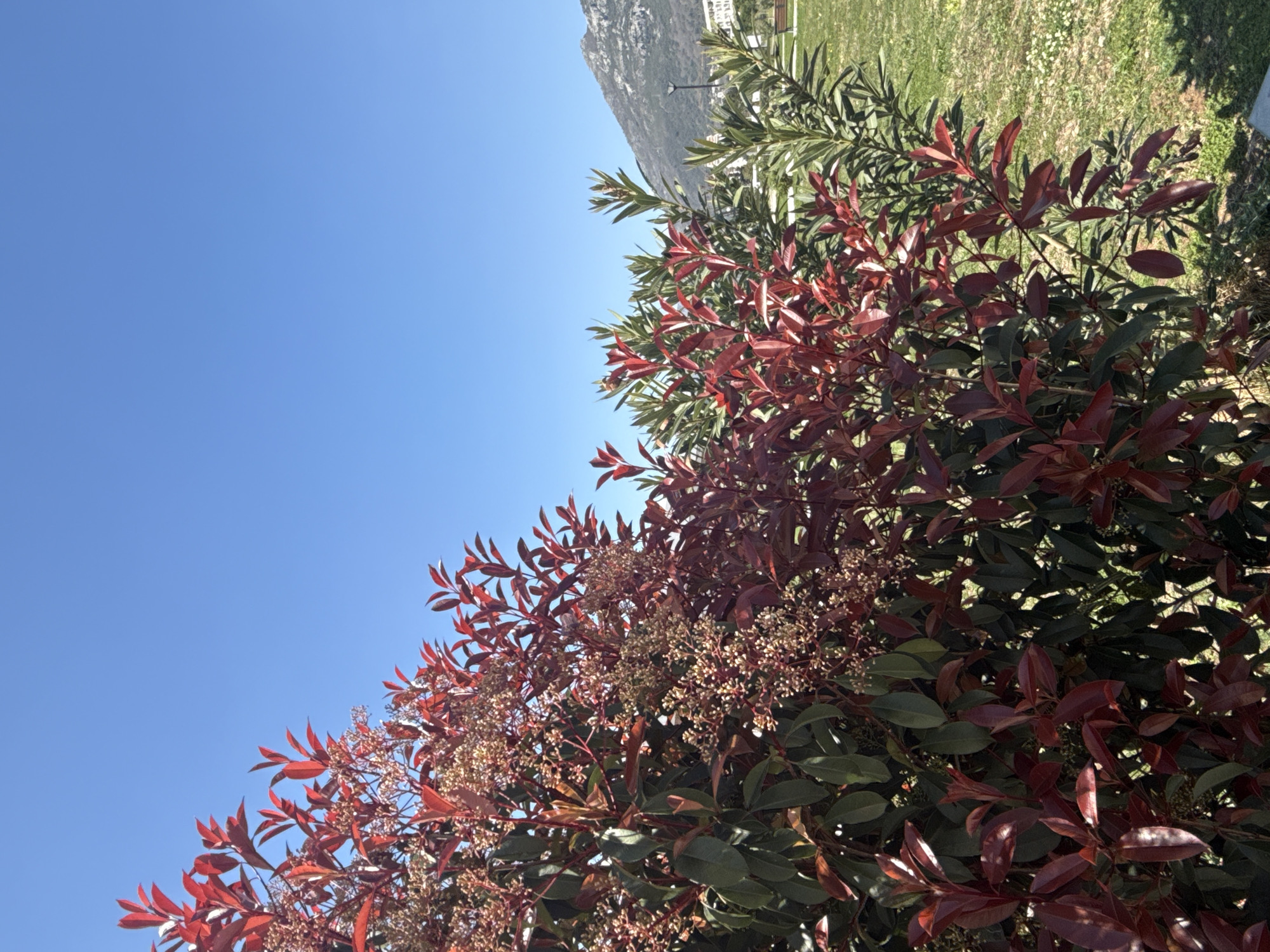 The image shows a sunny outdoor scene in Bar, Montenegro. The view is framed by vibrant red and green foliage in the foreground, likely from bushes or trees. A clear, bright blue sky occupies the upper left portion of the frame. In the background, a distant, light-colored mountain or hillside is visible. A grassy area with what appears to be a park or recreational space is situated behind the foliage. The light suggests a sunny day. No people are visible in the image.