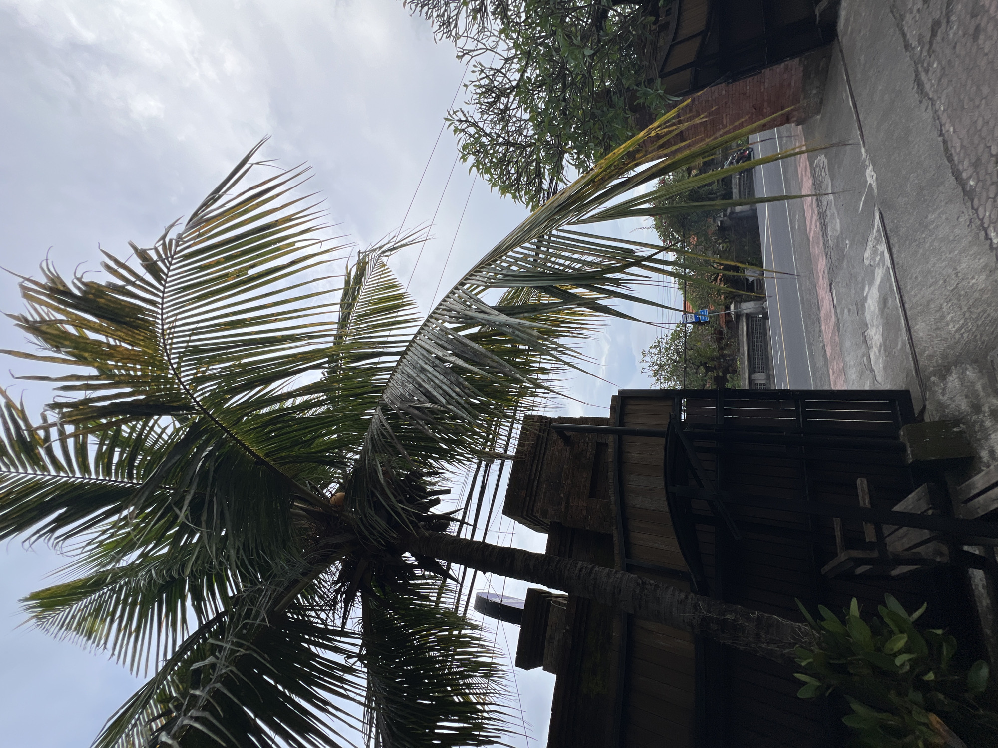 The image captures a street scene in Celuk, Indonesia, featuring a prominent palm tree on the left side of the frame. The tree's trunk extends vertically, and its fronds reach towards the sky. Adjacent to the palm tree is a building with dark, wooden structures. Beyond the building, a road is visible, with a red-and-white curb. The sky is overcast with white clouds.