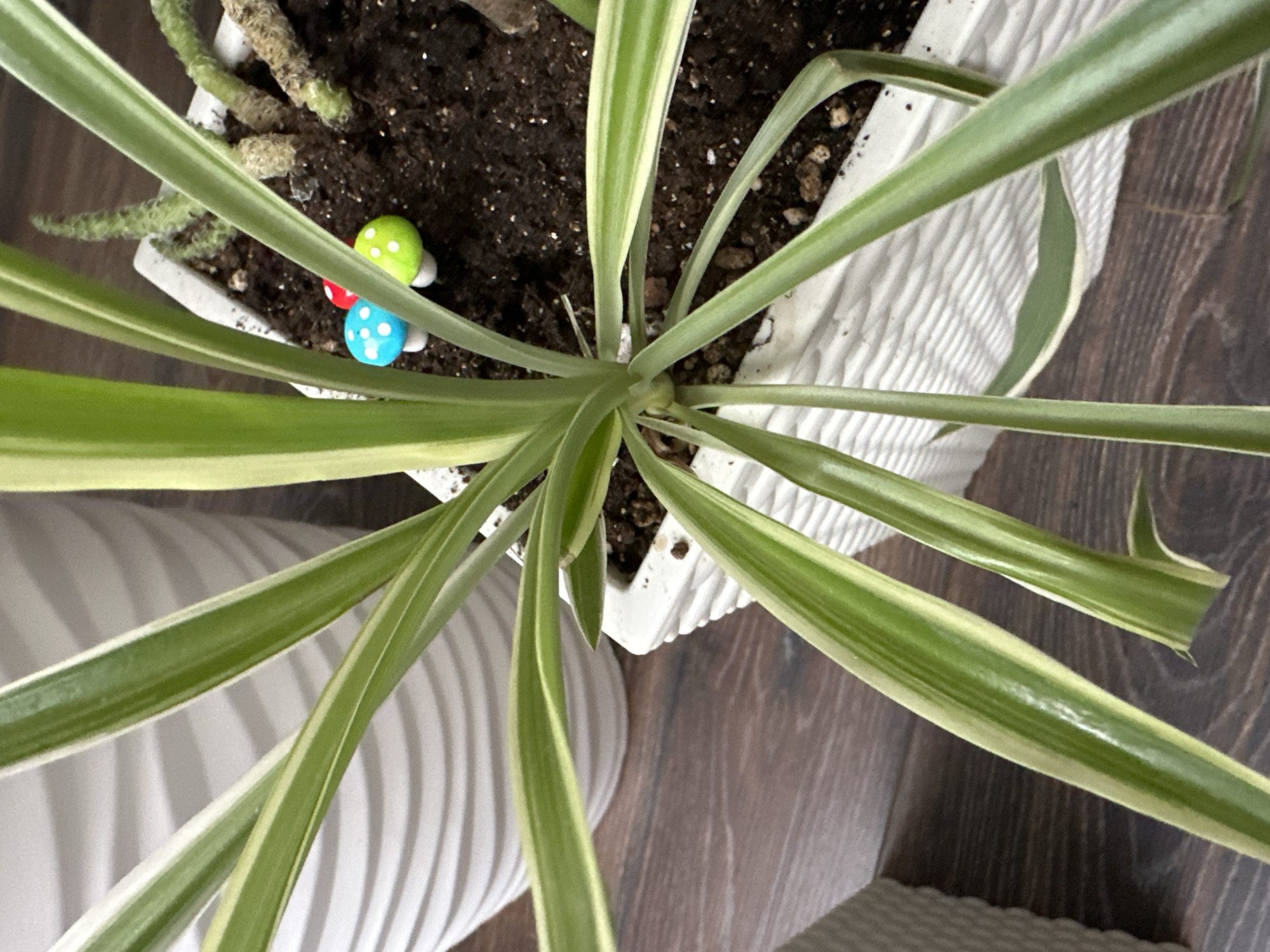 The image is a close-up shot of a spider plant in a white rectangular planter. The plant has long, slender, variegated leaves with green edges and creamy white centers. Three small, decorative mushrooms, one red, one blue with white polka dots, and one green with white polka dots, are placed in the dark soil of the planter. The planter is textured with a raised pattern and sits on a dark wooden surface. In the background, a portion of another white, ribbed planter is visible. The scene is indoors, with no indication of location within Podolsk, Russia. There are no people or animals present in the image. The lighting is soft and natural, suggesting it might be daytime.