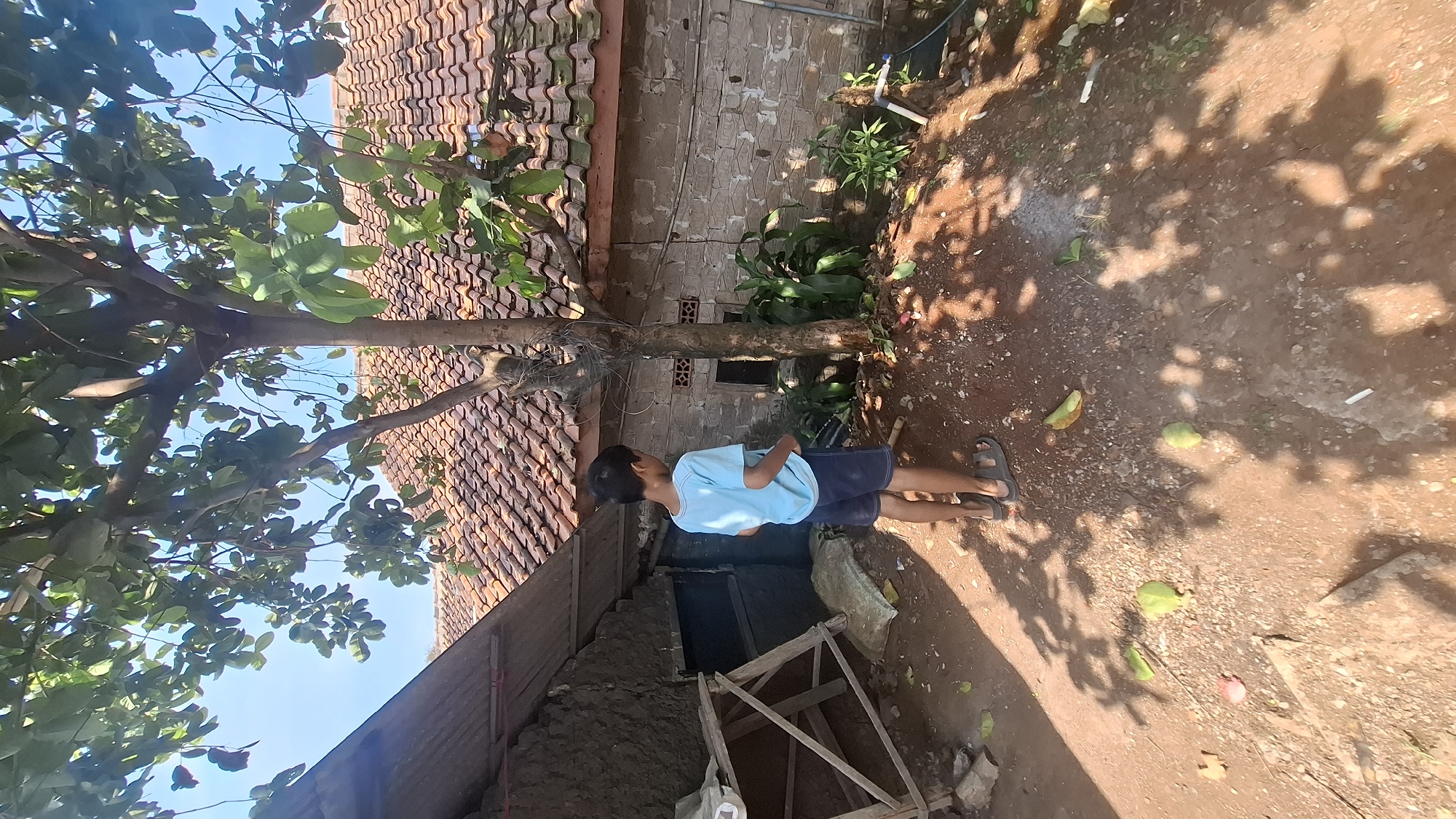 In Cilaku, Indonesia, a young boy stands outdoors in the shade of a leafy tree, facing away from the camera. He is wearing a light blue t-shirt and dark blue shorts. His feet are clad in grey sandals. The ground is composed of reddish-brown dirt and scattered pebbles, with several fallen green fruits, possibly guavas, lying around. Behind the boy is a weathered stone building with a terracotta tile roof. To the left, part of a corrugated metal roof and a wooden structure are visible. The sky is a clear blue. The overall scene suggests a rural or semi-rural setting.