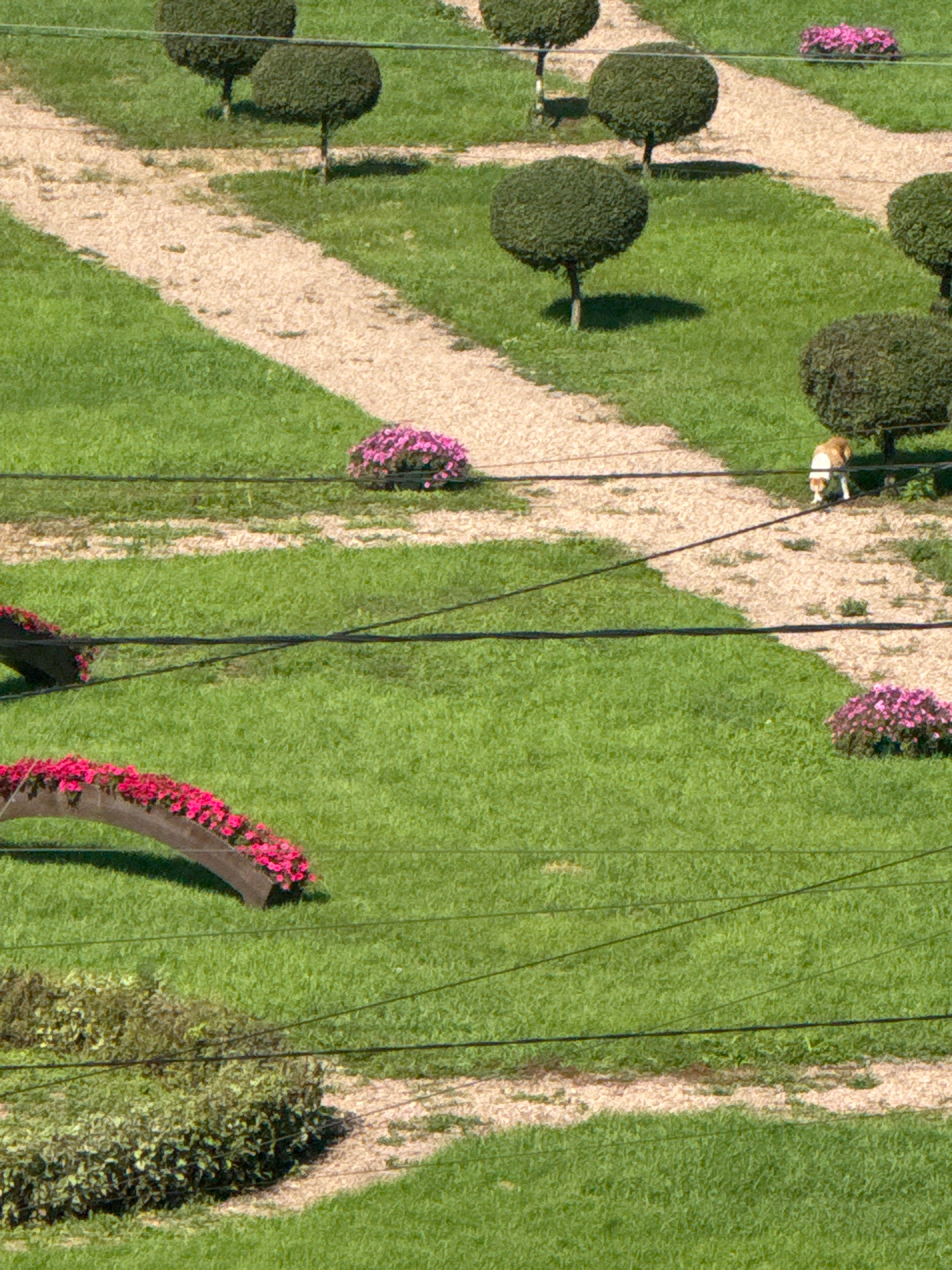 The image depicts a park-like setting with manicured bushes and trees, pathways, and green grass. Several dark wires are visible crisscrossing the frame, likely power or telephone lines. In the upper right quadrant of the image, a small, light-colored animal, possibly a dog or fox, is walking on a gravel path. There are also patches of pink flowers in planters or beds scattered throughout the scene. The perspective is from an elevated viewpoint looking down. This image is from the Botanichesky Sad (Botanical Garden) in Krasnoyarsk, Russia.