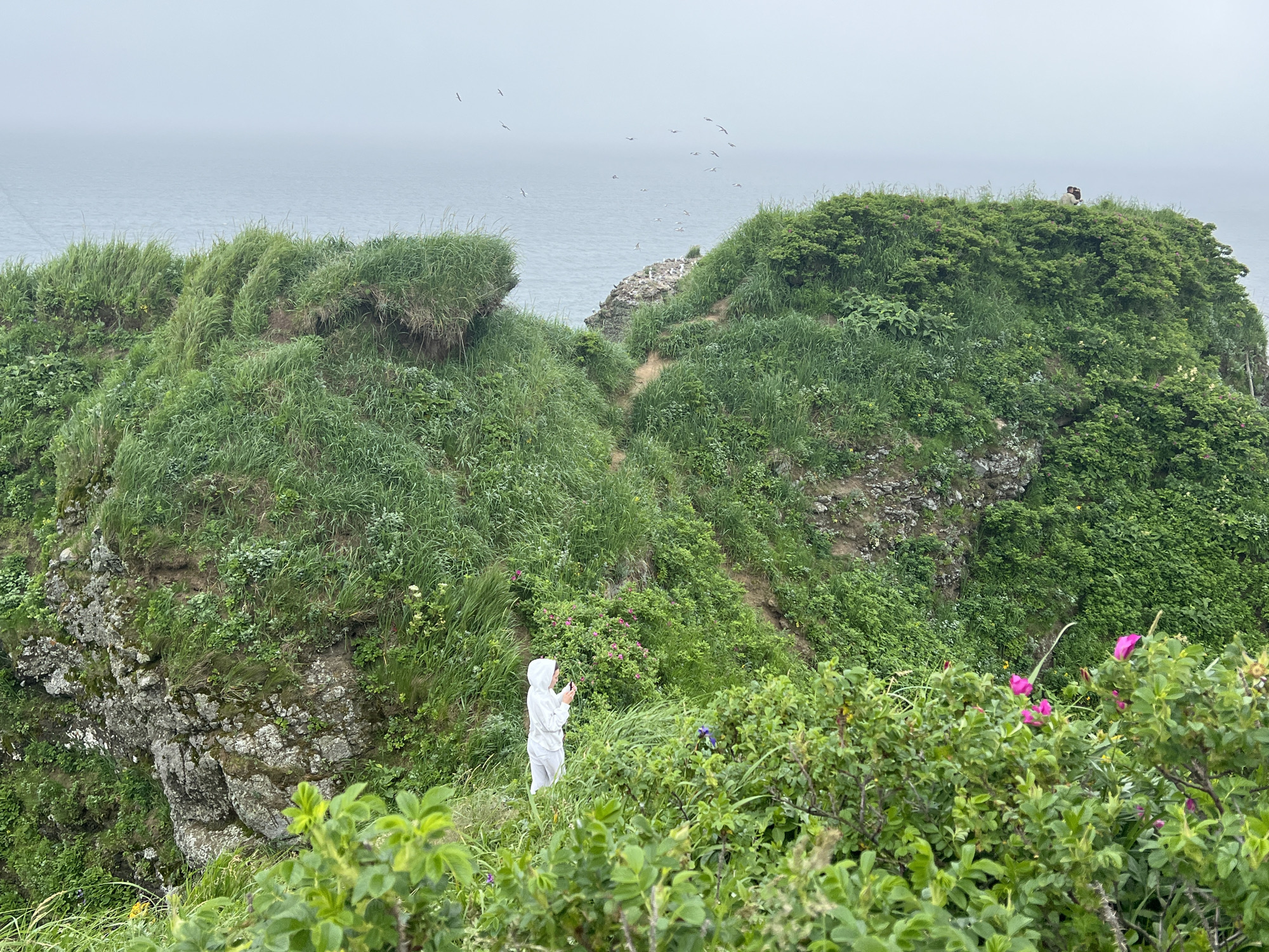 The image depicts a person in a white hooded garment standing in a grassy, hilly landscape overlooking the sea. The person appears to be holding a phone or camera. The terrain is covered in lush green grass and vegetation, with some rocky outcrops visible. In the distance, the sea stretches out under a hazy sky, and several birds are flying overhead and resting on a rocky outcropping. Pink flowers are visible in the foreground, adding a touch of color to the scene. The location is identified as Tsapko, Russia.