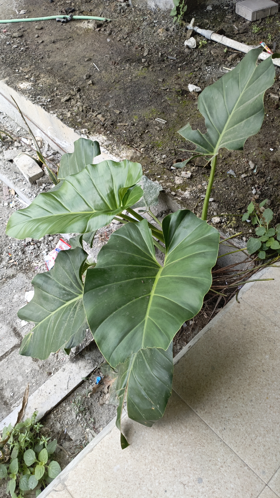 This is a high-angle, close-up, exterior, eye-level shot of a large, leafy green plant, likely a type of elephant ear or philodendron, growing in a planter box. The plant has broad, heart-shaped leaves with prominent veins, some of which show minor damage or wear. The planter is situated near a concrete walkway and a patch of dry, disturbed soil. Scattered debris, including small rocks, pieces of broken concrete, a green garden hose, and a white pipe, are visible in the background. Small green weeds are growing in the soil near the planter and along the edge of the walkway. The lighting suggests it is daytime. No people are present in the image. The scene is located in Trihanggo, Indonesia.