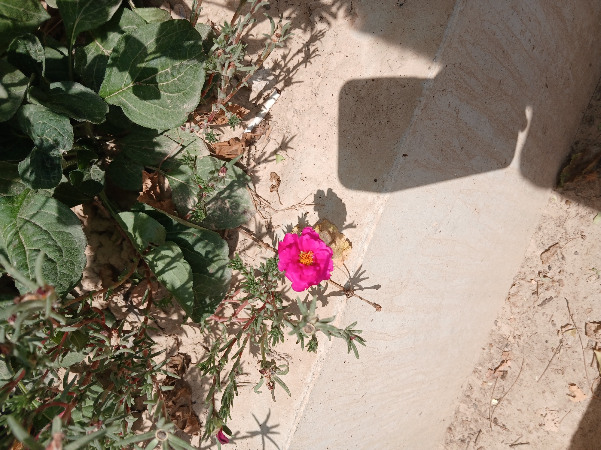The image captures a close-up view of a single, vibrant pink flower with a yellow center, blooming amidst green foliage and dry soil. The flower sits on the edge of a light-colored, textured concrete structure, possibly a planter or a low wall, which casts a long, dark shadow across it. The surrounding area shows sparse dry leaves and sand, suggesting a somewhat arid environment. The plant appears to be a low-growing succulent with thin, reddish stems and small, fleshy leaves. The lighting indicates it is daytime, with the sun casting sharp shadows. The scene is outdoors, likely in a garden or public space in Tashkent, Uzbekistan, given the typical landscaping and plant life found in such areas. There are no people or animals visible in the frame.