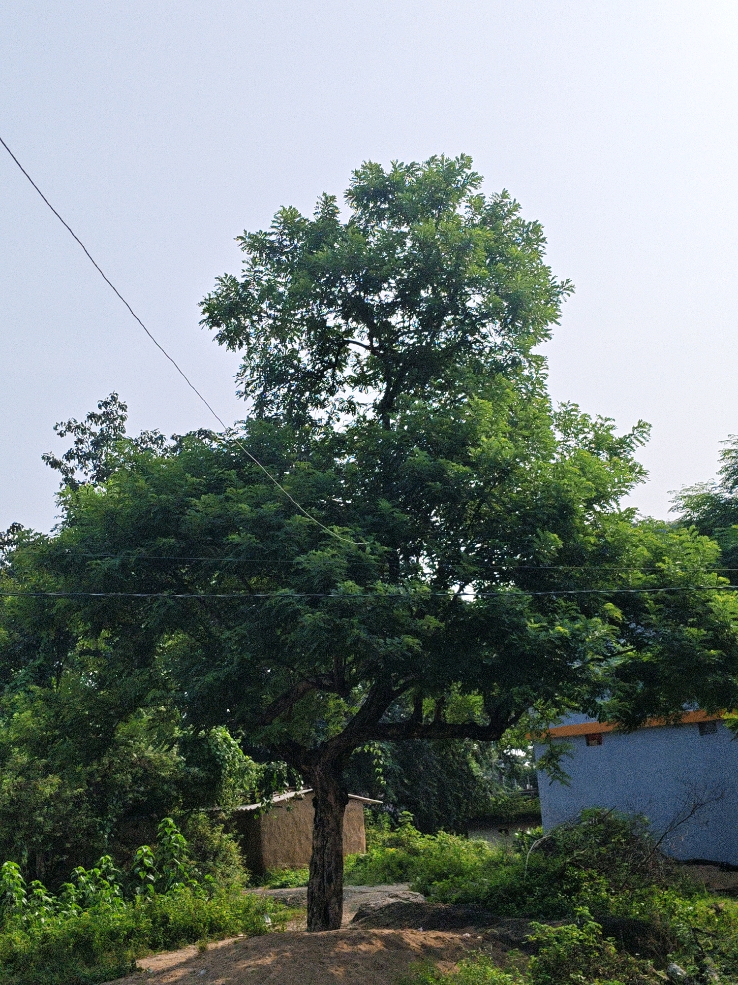 The image captures a scene in Garmi, India, dominated by a large, leafy tree with a thick trunk in the foreground. The tree's branches spread widely, creating a canopy of green foliage against a pale, overcast sky. A thin, dark wire runs diagonally across the upper left portion of the frame, likely a power line. Behind the tree, a small, rustic building with a mud or stucco exterior and a corrugated metal roof is partially visible amidst lush green vegetation. Further in the background, a modern-looking building with a blue facade and an orange trim is present. The ground in the foreground appears to be a dirt path or embankment. The environment suggests a rural or semi-rural setting.