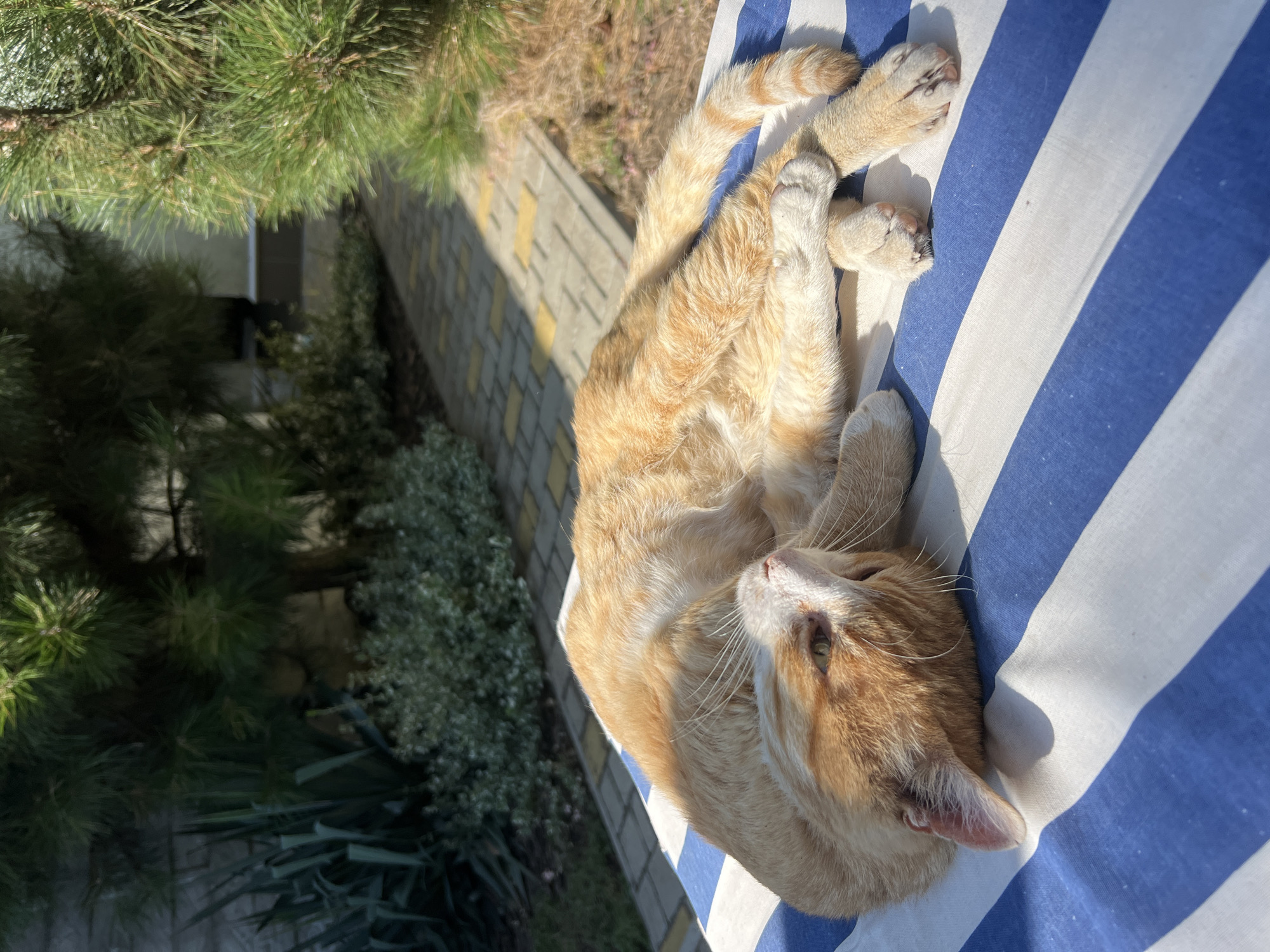 A ginger cat is lying on its back on a blue and white striped surface, likely a lounger or mat. The cat's paws are crossed, and its head is tilted back, exposing its belly. The background suggests an outdoor setting with greenery and a paved walkway. The sun is casting shadows, indicating it is daytime. There are no people or other animals visible in the image. The location is not specified to be Fontanka, Ukraine.