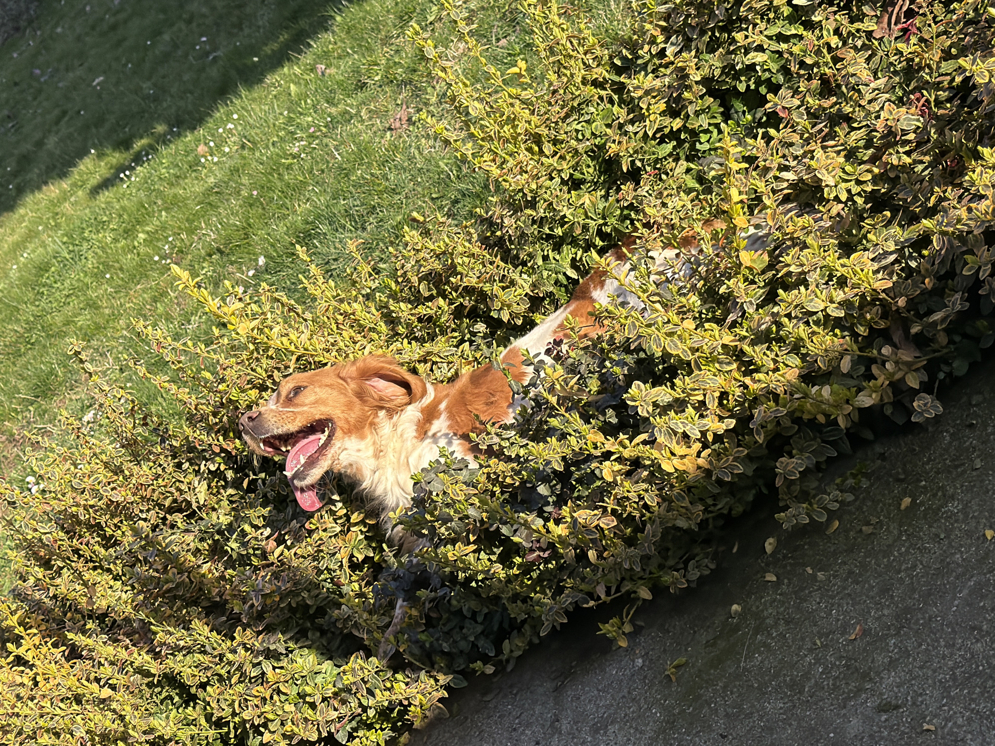 A medium-sized, brown and white dog lies mostly concealed within a low-lying bush or ground cover in an outdoor setting. The dog has its mouth open, tongue exposed, appearing to pant or smile. The plants surrounding the dog have small, variegated green and yellow leaves. Patches of grass are visible in the background. A section of paved area, possibly concrete or asphalt, is also visible on the right side of the image. The light suggests it is daytime. The image was taken in the city of Rudartsi, Bulgaria.
