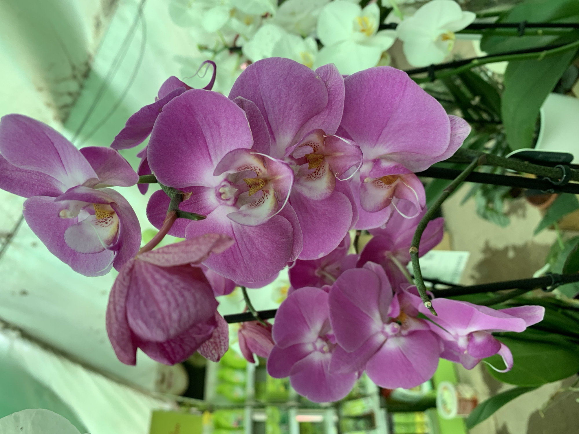 This is a close-up photograph of several pink orchids in bloom, with white orchids visible in the background. The orchids are arranged on multiple stems, with some flowers fully open and others in bud. The petals are a vibrant pink with lighter white centers, and some have delicate red spotting. The background is blurred, but suggests an indoor setting, possibly a greenhouse or a flower shop, with green shelving and other plants visible. The lighting is bright, highlighting the textures and colors of the flowers. There are no people or animals visible in the image. The image does not provide any specific details that would place it in Barcelona, Spain.