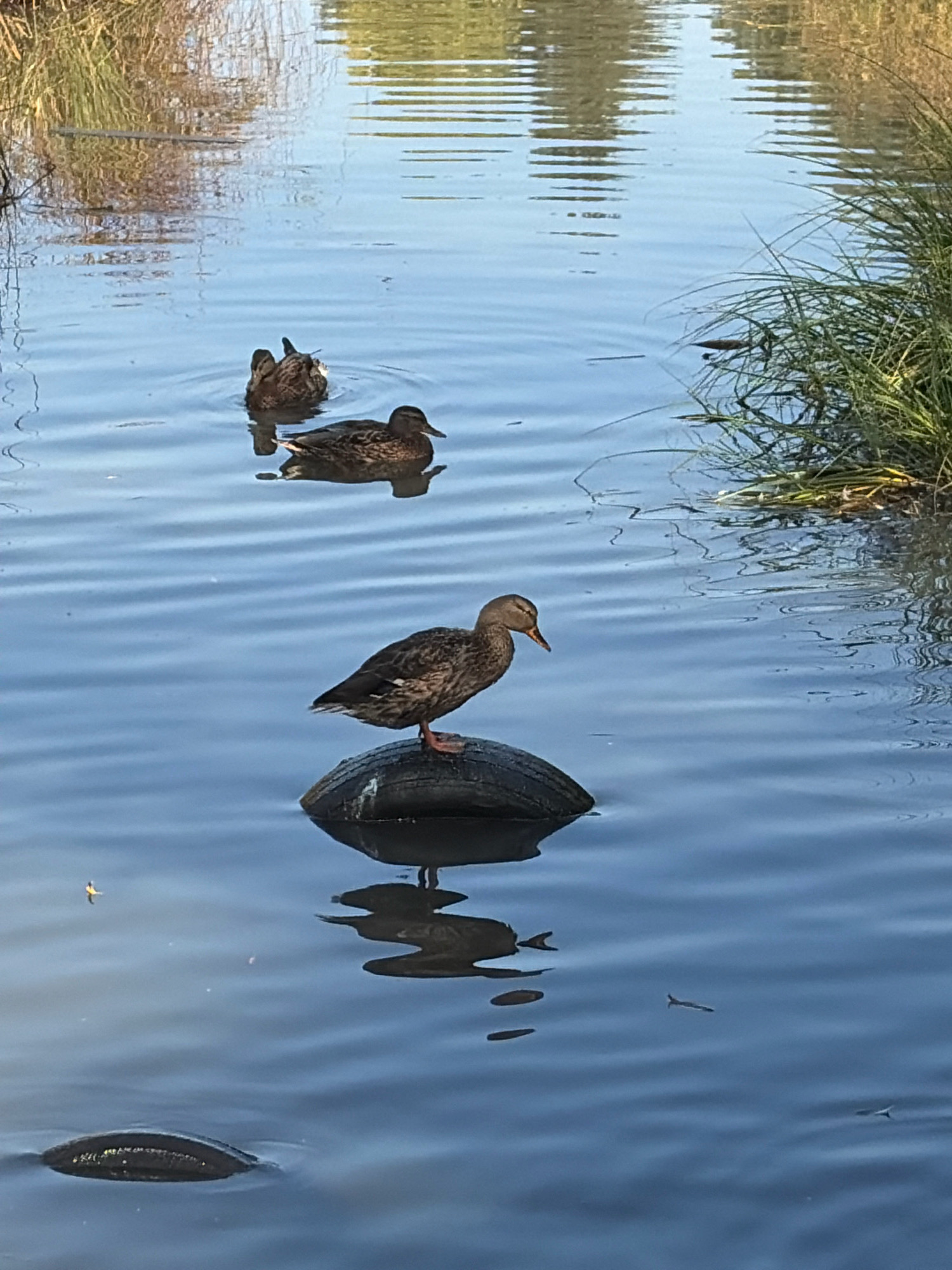 The image captures a serene outdoor scene on a body of water, possibly a pond or slow-moving river. In the foreground, a single duck is perched on top of a partially submerged tire, its reflection visible in the water below. The duck is facing to the right, with its beak slightly open. Further back in the water, two more ducks are swimming, one with its head down, and the other with its head up. The water is calm, with ripples indicating the movement of the ducks. On the right side of the image, lush green grass grows along the bank, with dry reeds and branches visible in the background, suggesting an autumnal setting. The water reflects the muted colors of the surrounding vegetation and the sky, creating a peaceful atmosphere. The scene is typical of a natural area within or on the outskirts of a city, where wildlife can be observed in its habitat. Given the request to include the city of Angarsk, Russia, it is plausible that this image was taken in one of the many park areas or natural reserves surrounding the city, such as the Angara River embankment or one of the city's numerous ponds and lakes.