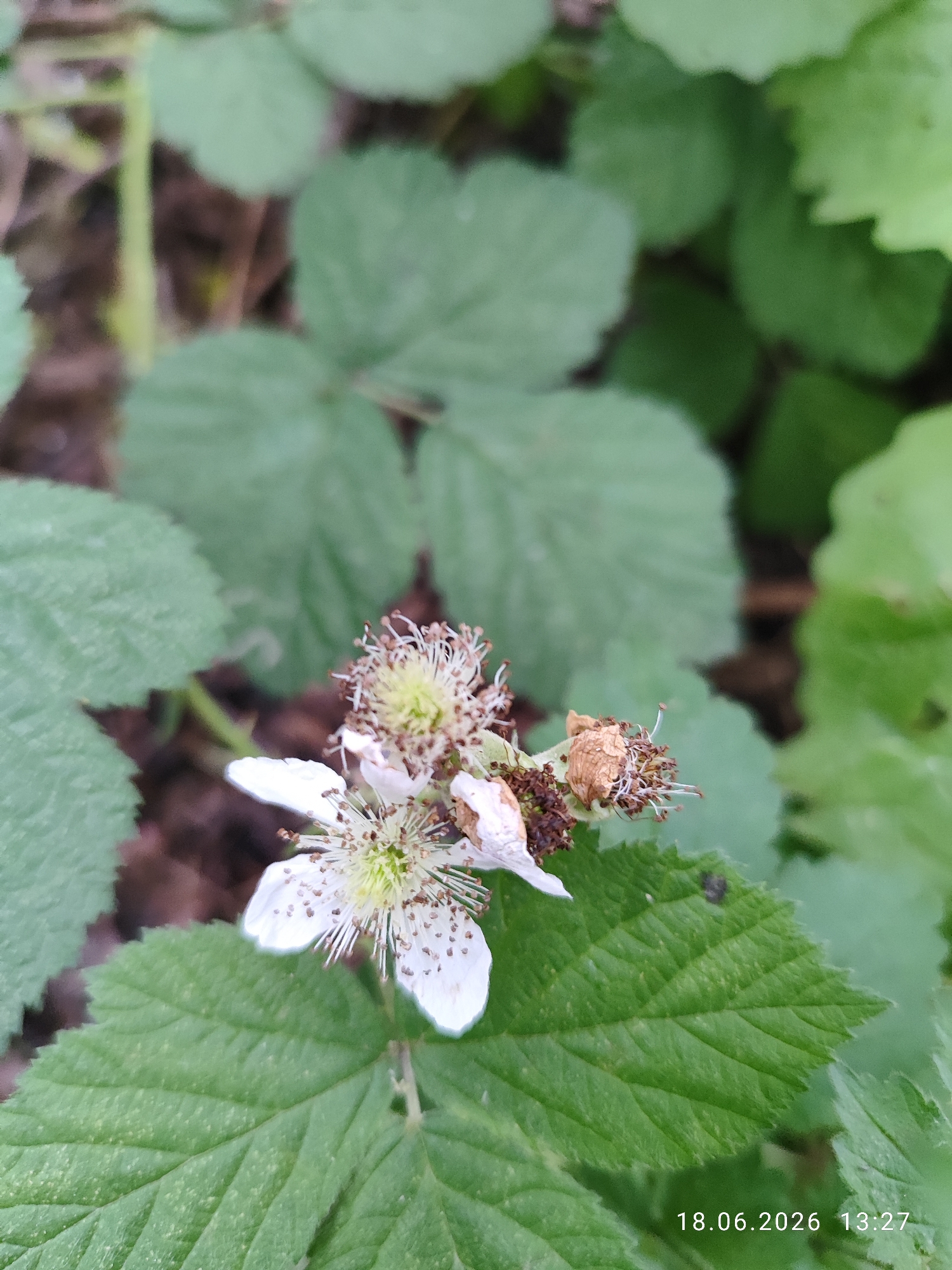 The image displays a close-up view of a white flower with delicate petals and a prominent center of stamens. Some of the stamens appear dried and brown, suggesting the flower may be past its prime or in the process of developing into a fruit. The flower is surrounded by large, green, serrated leaves, characteristic of a bramble or blackberry plant. The background is blurred, showing more foliage and dark soil, indicating an outdoor, natural setting. A timestamp in the bottom right corner reads "18.06.2026 13:27". There are no people or animals visible in the image. The scene appears to be located in a garden or wild area, consistent with many parts of Northampton, United Kingdom, where such plants are common.