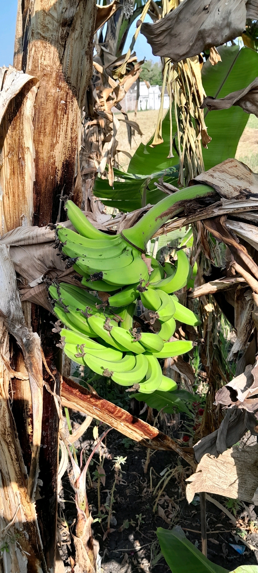 In Bendungan, Indonesia, a bunch of unripe green bananas hangs from a banana tree. The tree's trunk, made of fibrous bark, is visible on the left side of the image. Brown, dried leaves of the banana plant are scattered around the bunch of bananas. The ground beneath the tree is dark and covered with debris. In the background, some vegetation and a building can be seen, suggesting an outdoor rural or semi-rural setting. The lighting indicates it is daytime, with sunlight casting shadows.