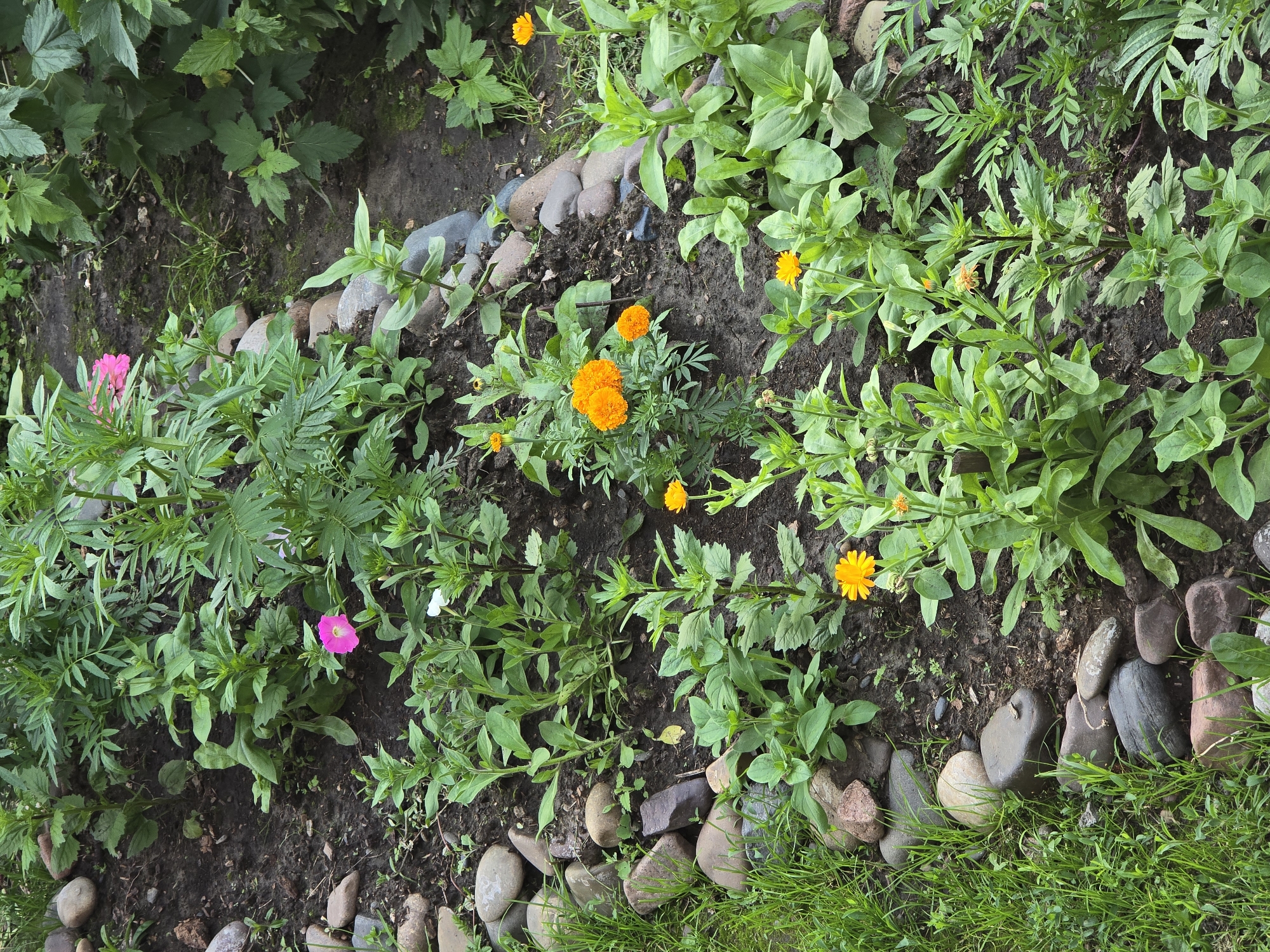 The image shows a garden bed with various plants and flowers. The bed is bordered by smooth, rounded stones of various sizes and colors, some of which are partially submerged in dark soil. Lush green grass grows along the left side of the stone border. Several species of plants are visible, including bright orange marigolds, a few pink flowers, and numerous green leafy plants of different heights and leaf shapes. The overall impression is of a well-maintained garden area.