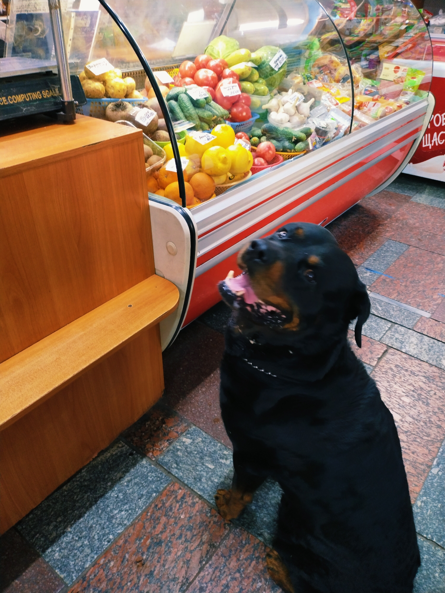 A Rottweiler dog sits on a marble-tiled floor in front of a produce display case in what appears to be a market or grocery store. The dog is black with tan markings, has its mouth open and tongue out, and is looking upwards and to the left. The produce display case is refrigerated and filled with various fruits and vegetables, including tomatoes, cucumbers, lemons, potatoes, and garlic. The case has a red and white striped exterior. To the left of the display is a wooden counter with a shelf, and on top of the counter sits a black computing scale. The floor is tiled with a pattern of red, blue, and gray granite-like squares. The scene suggests an indoor setting, likely a food market, with the dog potentially accompanying a shopper or being a resident of the establishment. The lighting appears to be artificial, typical of indoor retail spaces. The dog's expression could indicate excitement or anticipation. Visible text on the scale reads "EE COMPUTING SCALE". A partially visible sign on the right side of the display case has Cyrillic lettering.